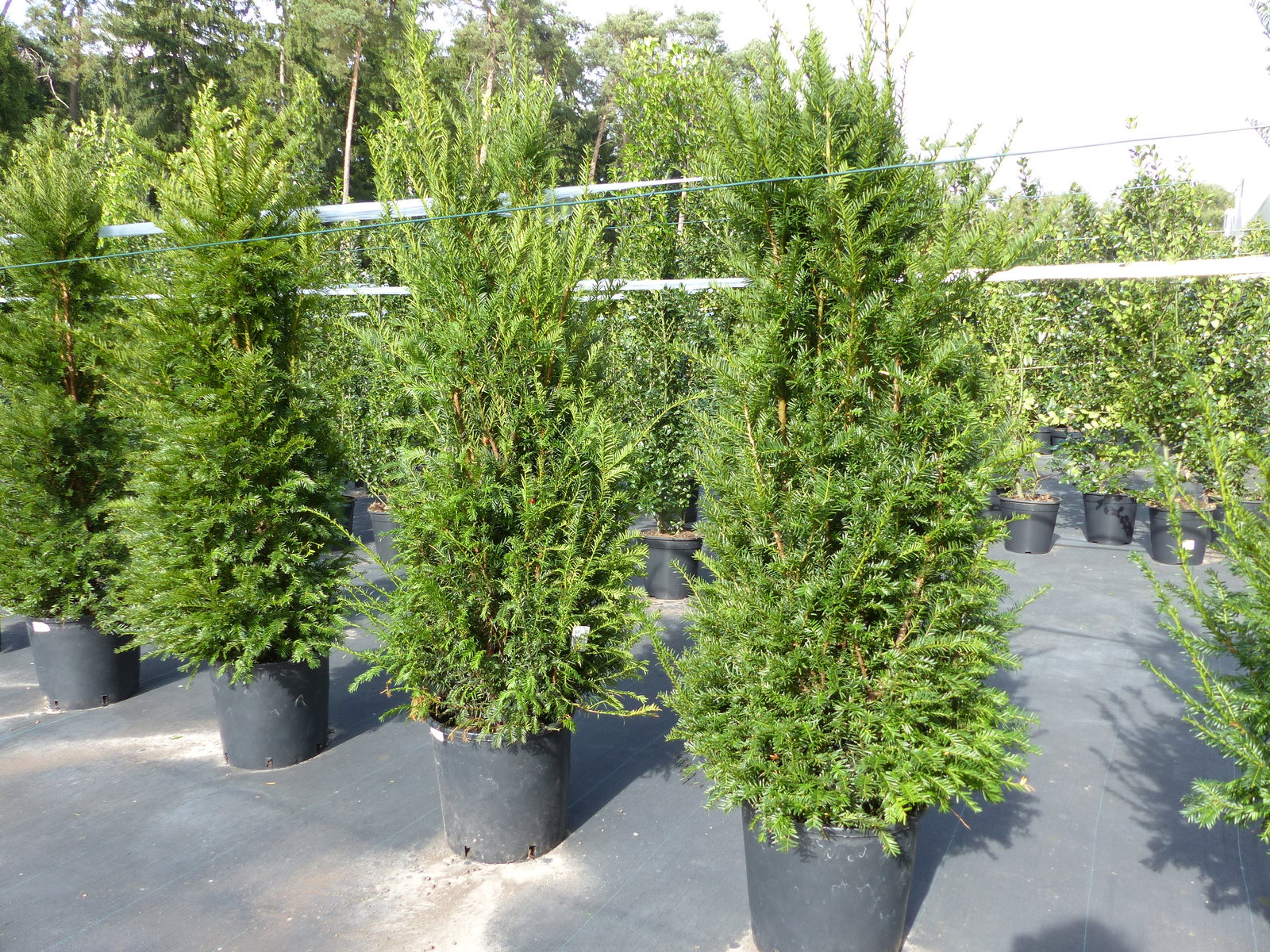Taxus baccata Pyramide Eibe 150-170 cm Formschnitt | Formgehölz | Säule