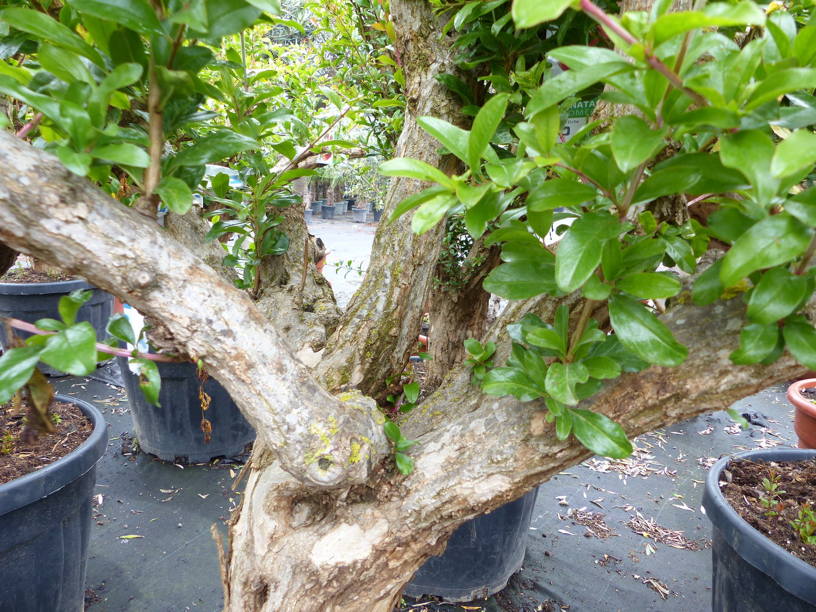 Punica Granatum 160 - 190 cm, uriger, alter & knorriger Granatapfelbaum | Stamm Ø 40-50