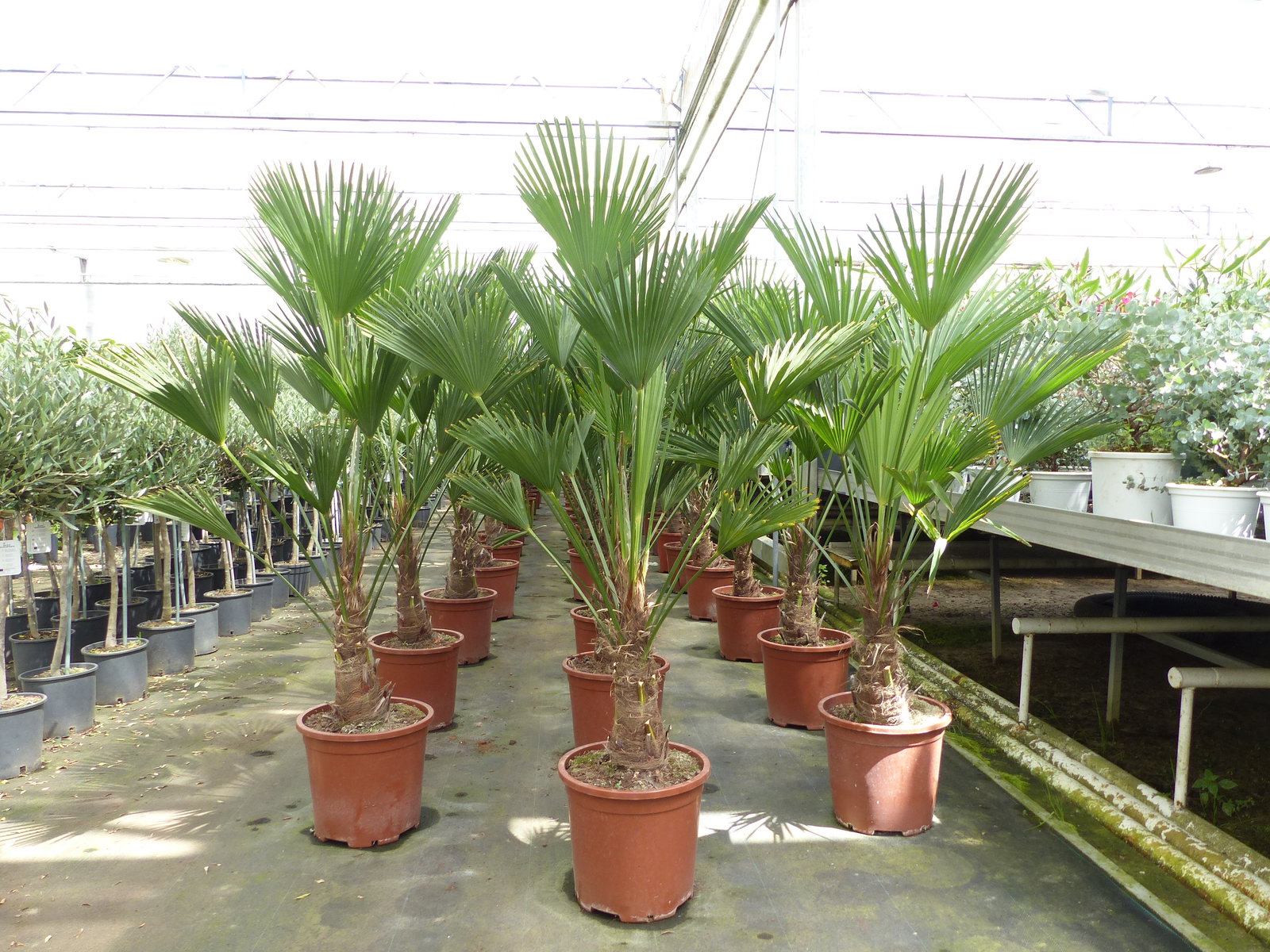 Palme winterhart 150 - 180 cm Trachycarpus Wagnerianus Wagner Hanfpalme, Top-Qualität