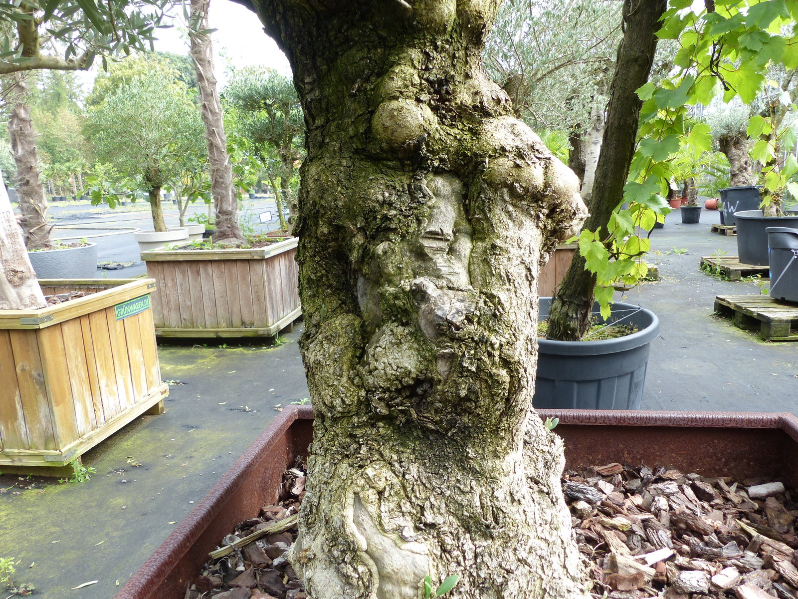 genau dieser Olivenbaum 245 cm Olea Europaea verzweigte Olive winterhart im Cortenstahlkübel 90 x 90 cm