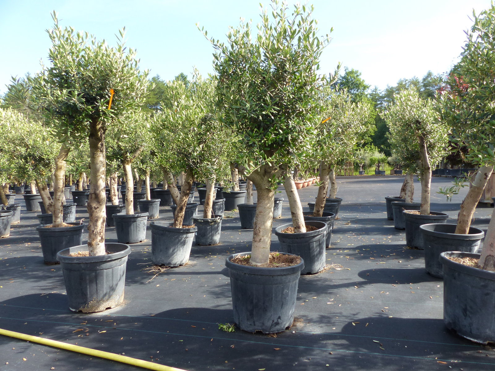 Olivenbaum Olive "Angebot" 150 - 180 cm, beste Qualität, winterhart, Olea Europaea