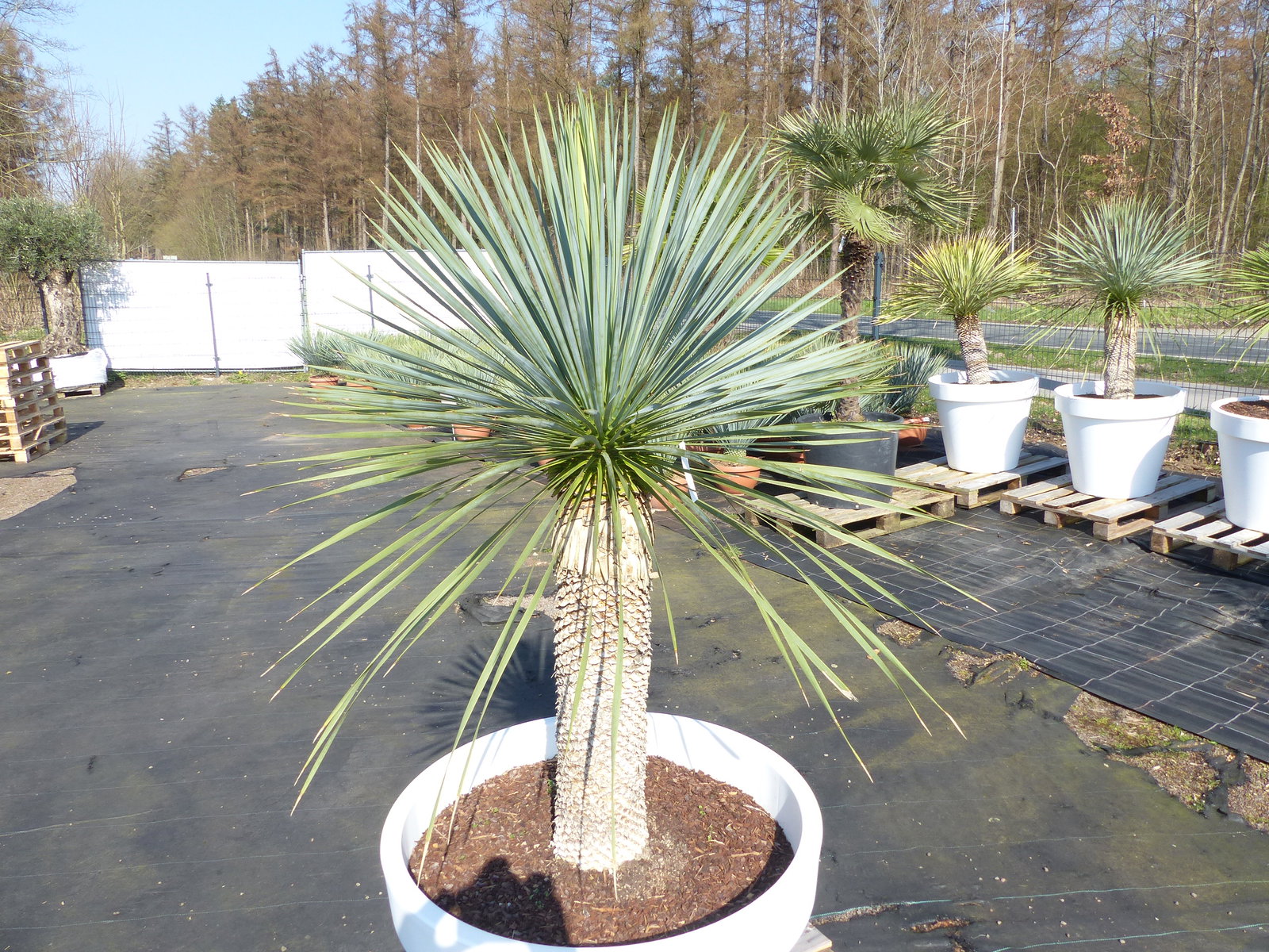 Yucca Rostrata 180 cm | Stamm 70 cm | im Pflanzkübel Ø80 cm Weiß winterhart