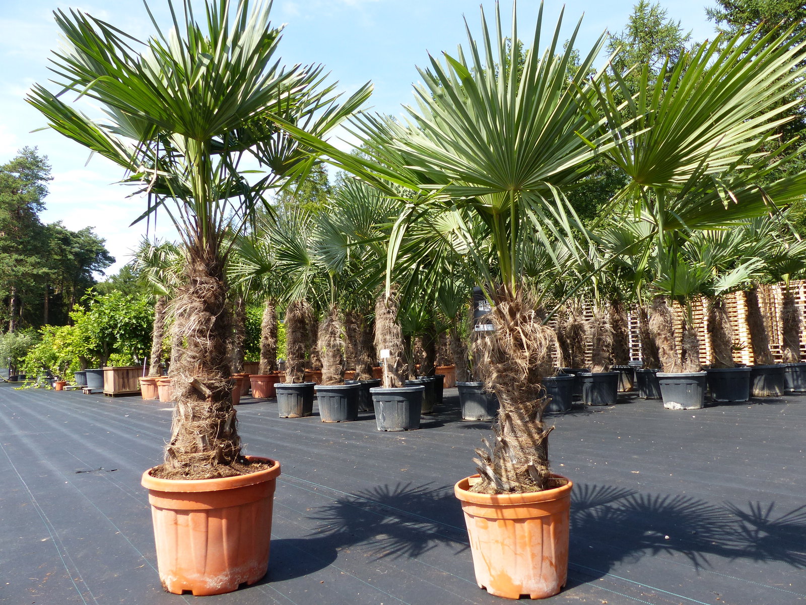 2 Stück im Palmenset Trachycarpus fortunei dicke Stämme 200 cm Hanfpalme, winterharte Palme bis -18°C