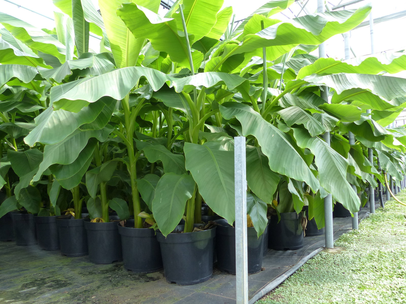 2 Stück Bananenstaude Banane Musa Basjoo 170 cm winterhart Staude japanische Faserbanane