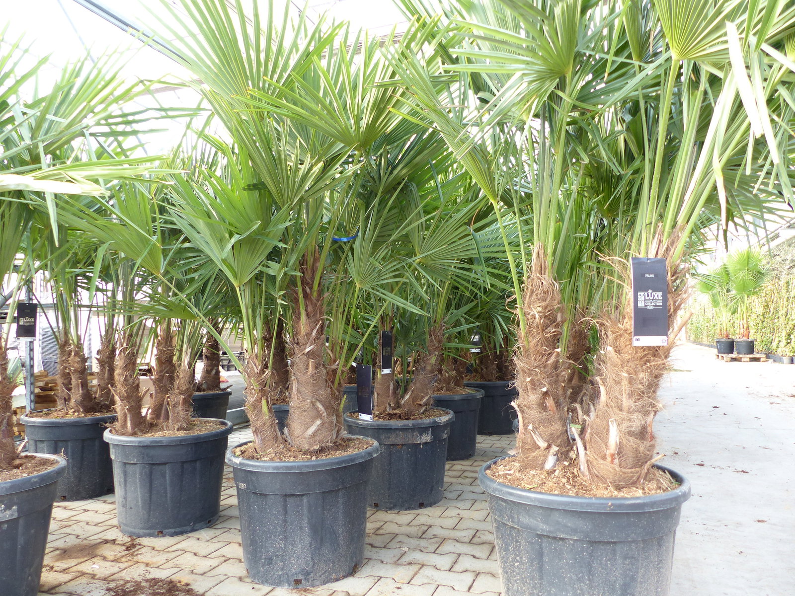 Trachycarpus Fortunei Gruppe mehrstämmig Palme, winterhart 220 - 260 cm Palmengruppe 3 - 5 Stämme