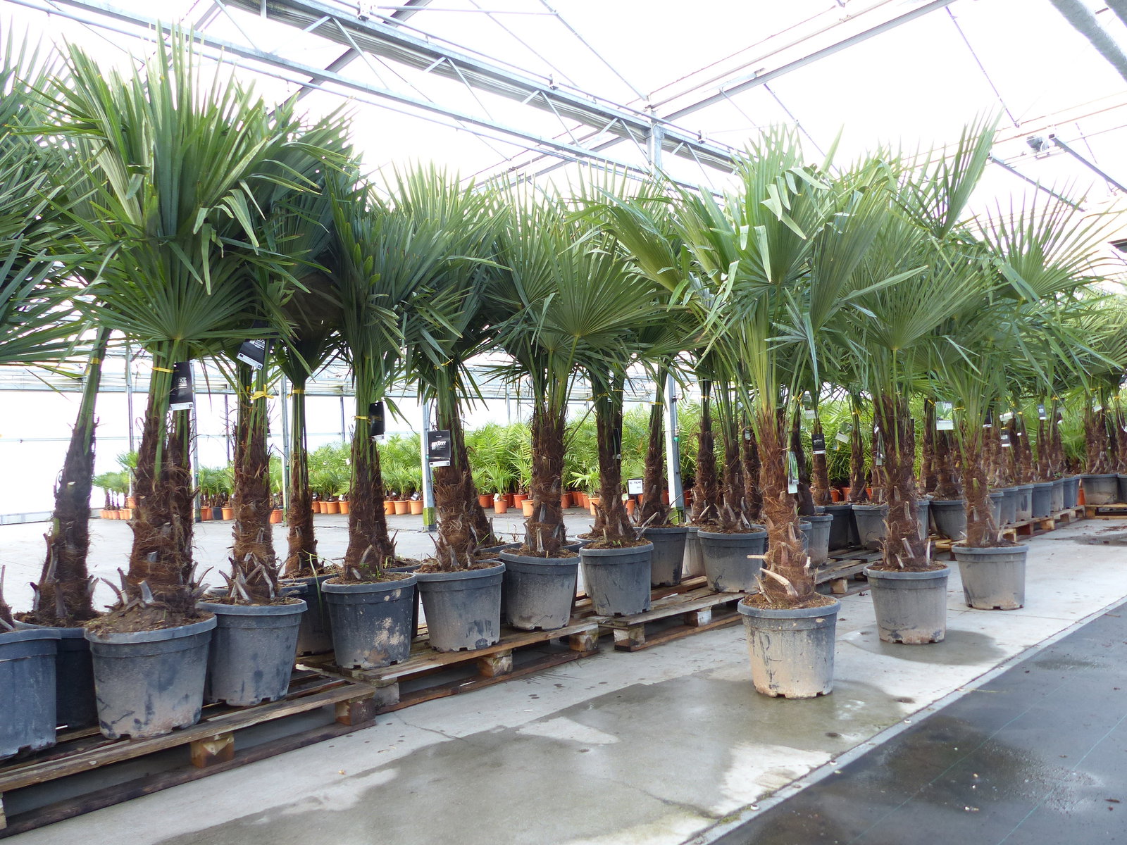 XXL+ Palme winterhart 170 - 190 cm Trachycarpus fortunei, Hanfpalme, Top-Qualität
