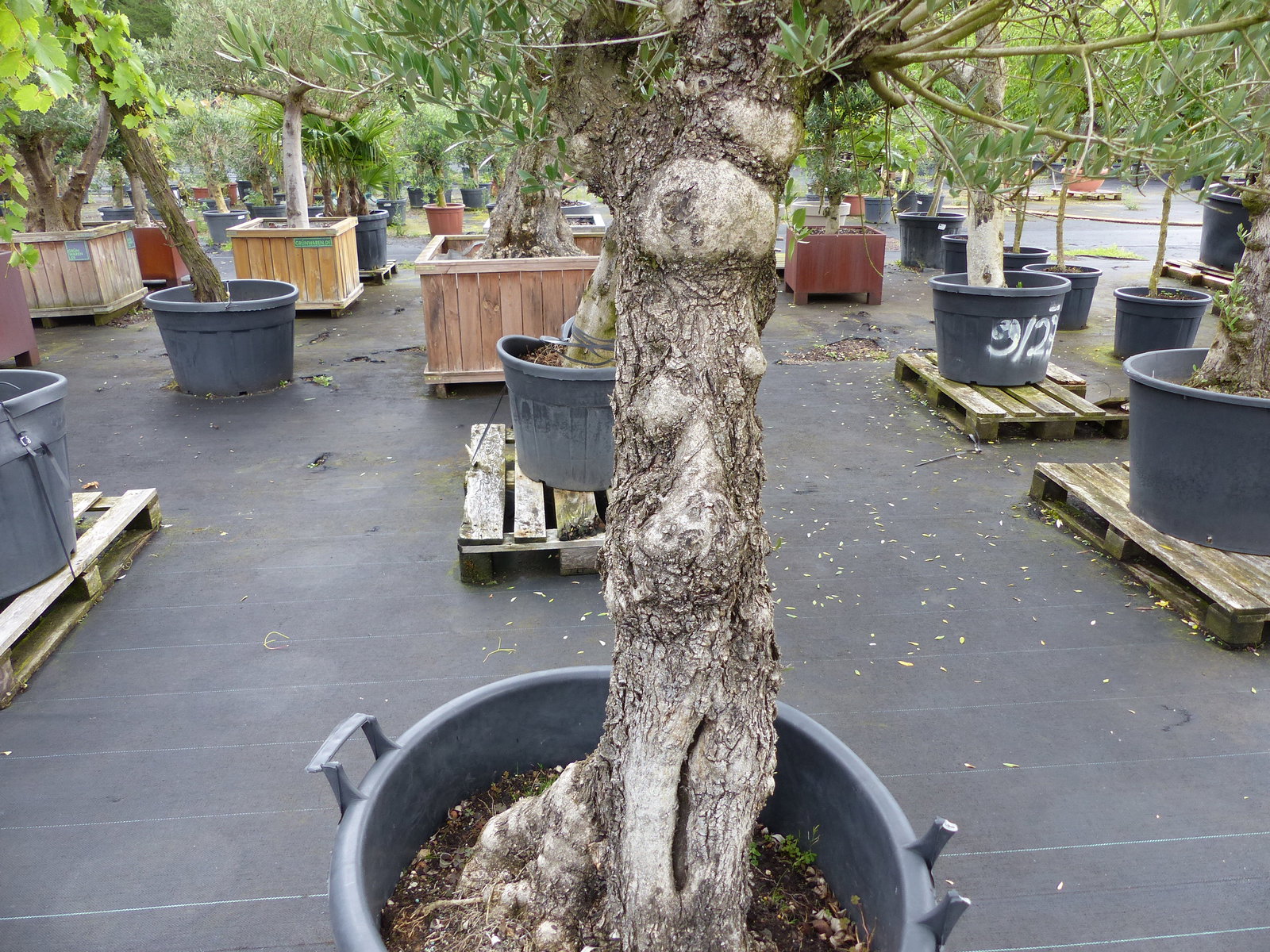 exakt dieser Baum Nr. C, 210 cm, Olivenbaum 'Angebot' knorrige alte urige Olive winterhart
