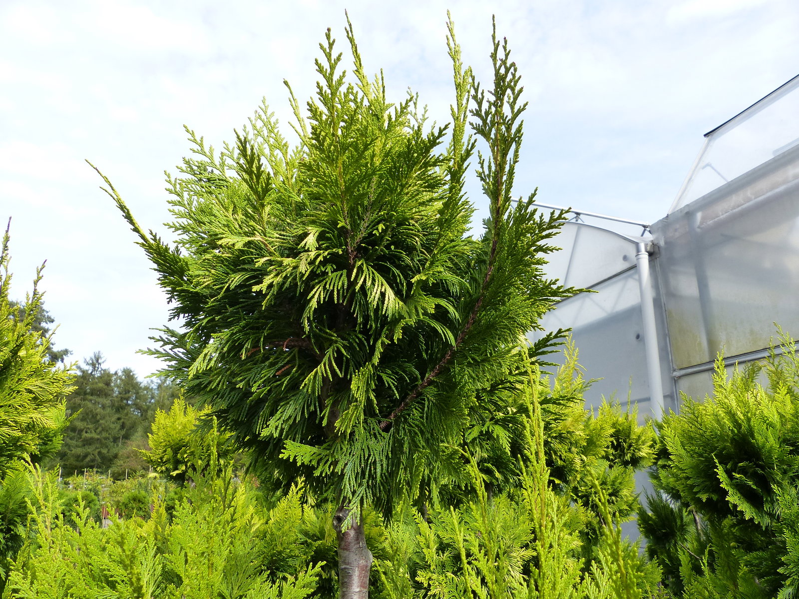 Pon Pon Zypresse Ivonne 150 - 180 cm Formgehölz Chamaecyparis lawsoniana