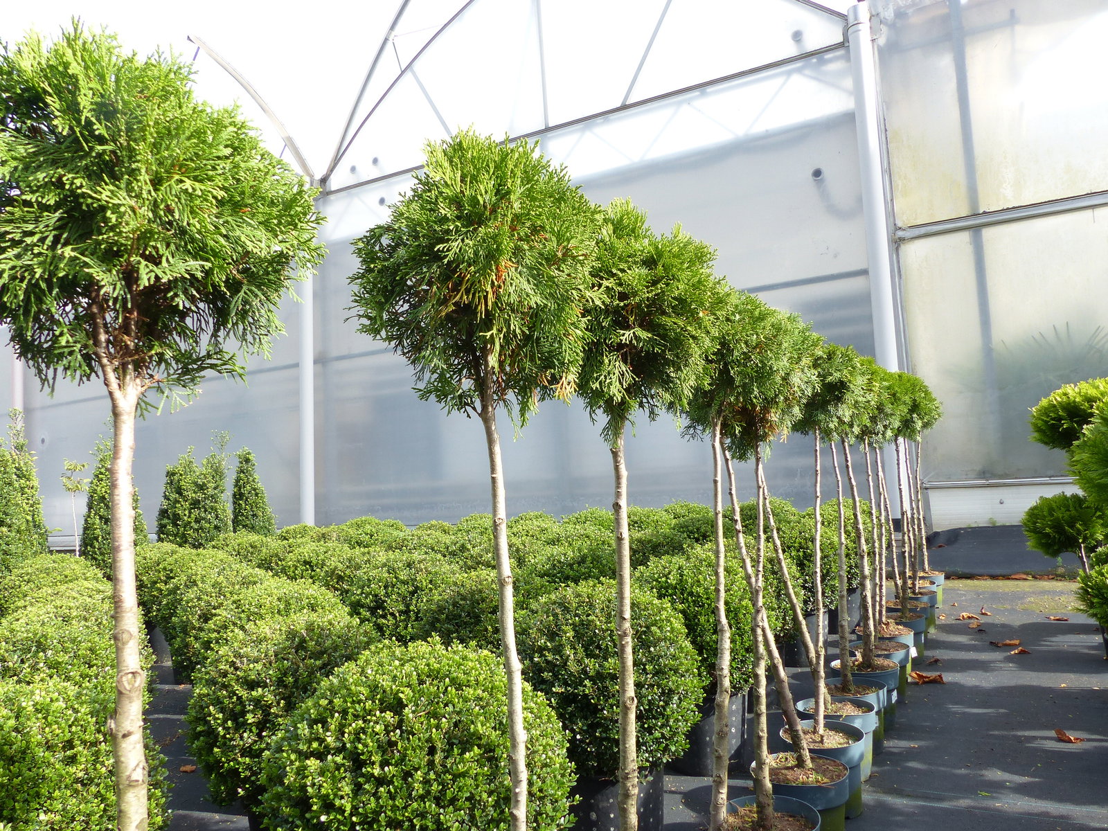 Thuja Smaragd Stamm 125 - 135 cm, Heckenpflanze, Formgehölz, Bonsai, Formschnitt, Gartenbonsai