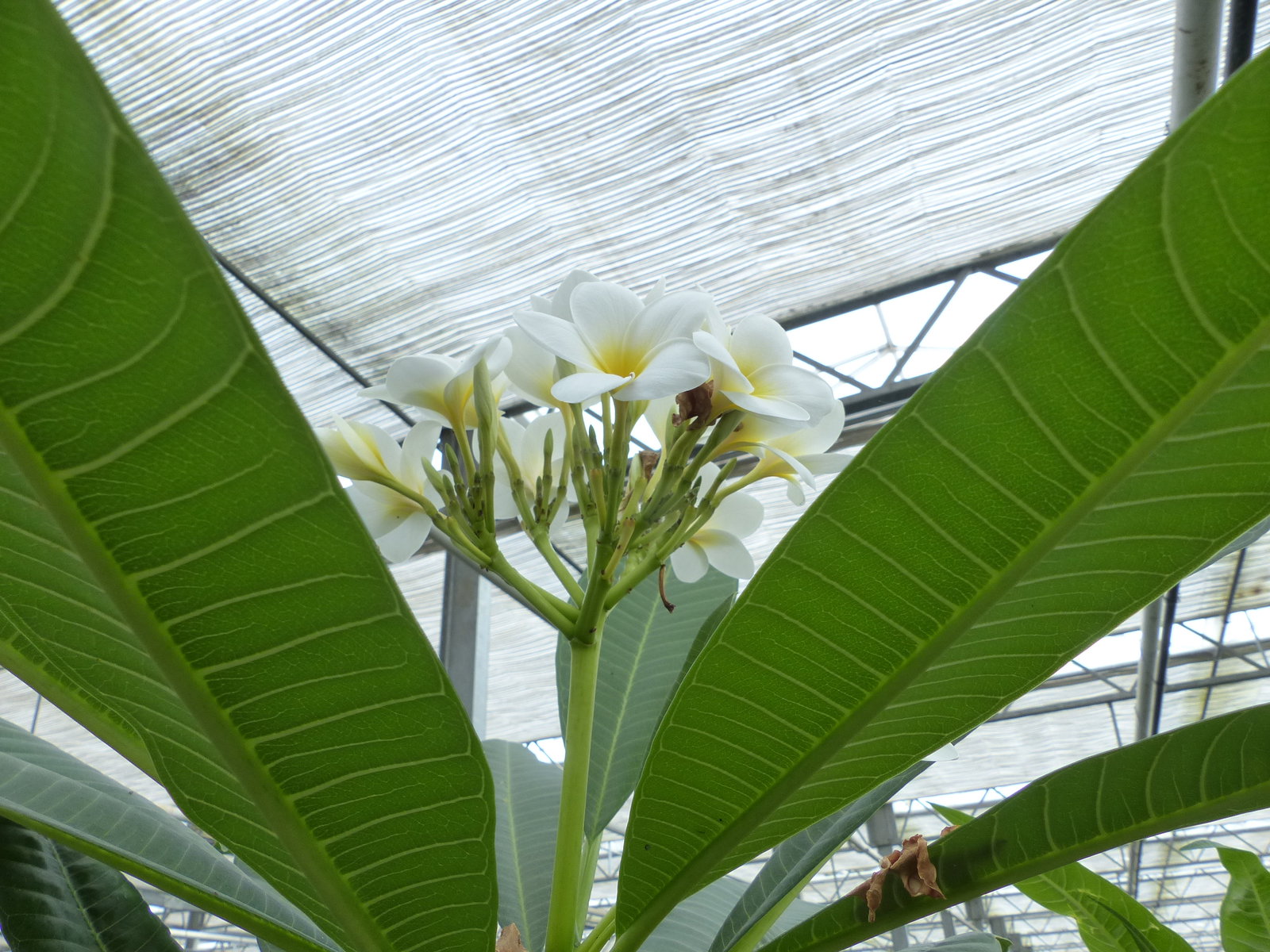 Plumeria rubra Santagata | Frangipani | Tempelbaum | Pagodenbaum | 160 - 190 cm