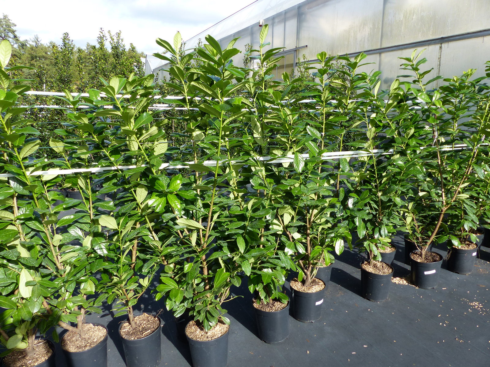 Kirschlorbeer Novita 150 - 170 cm Hecke, immergrün, winterhart