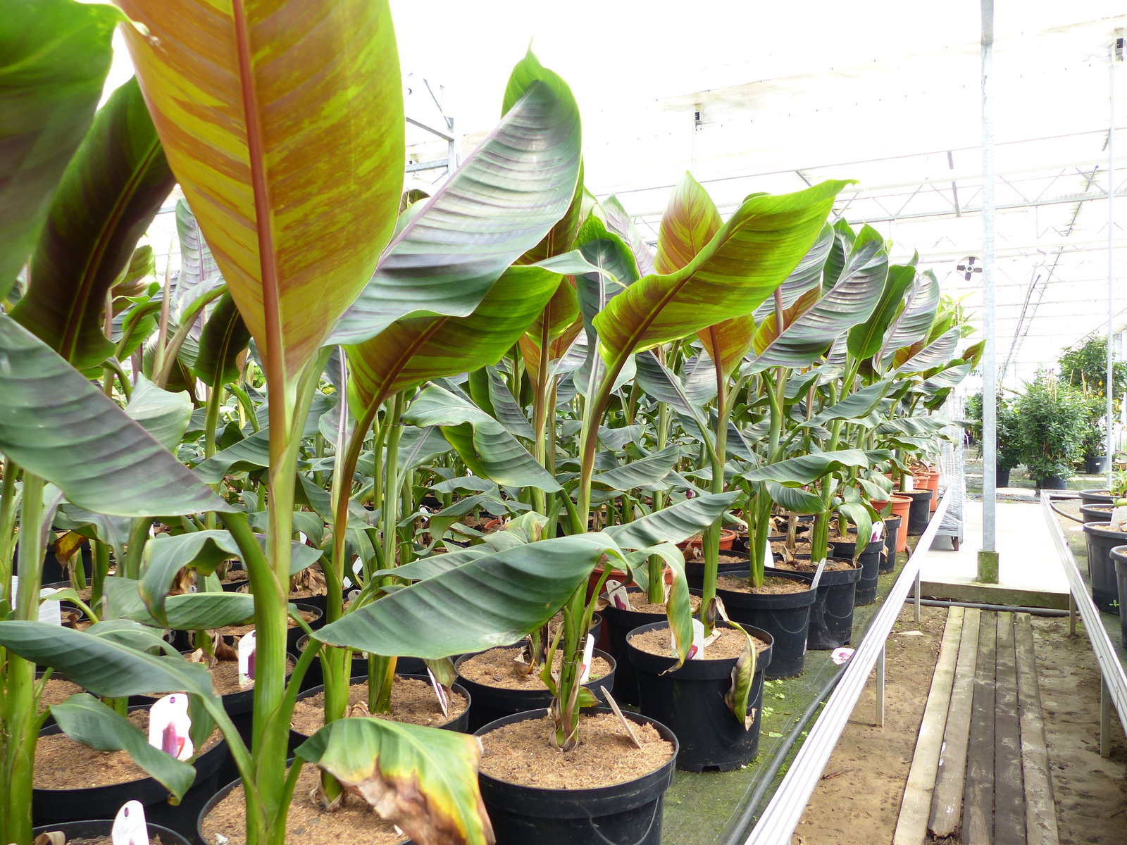 Bananenstaude Banane Musa Sikkimensis Red Tiger Banane 100 - 120 cm  winterhart Staude
