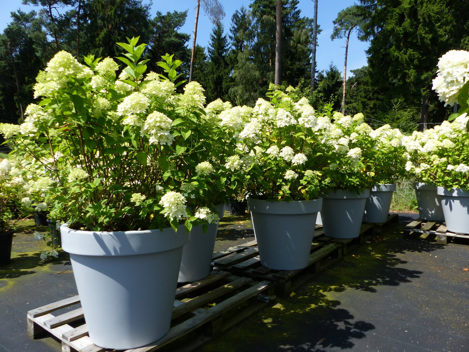 Hortensie Rispenhortensie 'Limelight' im E&K Pflanzkübel 120-140 cm Hydrangea Paniculata winterhart