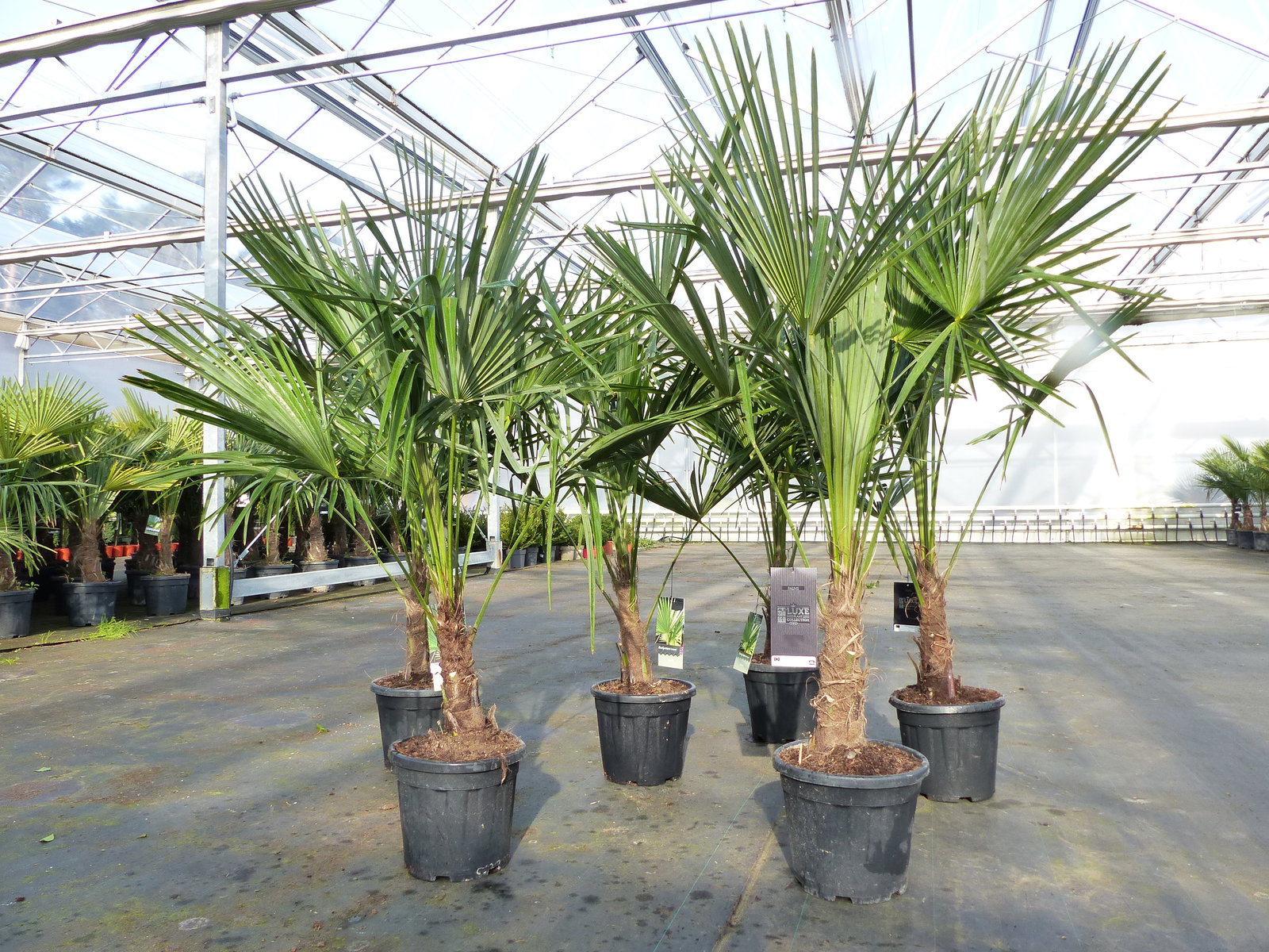 Trachycarpus fortunei 140 - 170 cm Palme Hanfpalme, winterhart bis -18°C