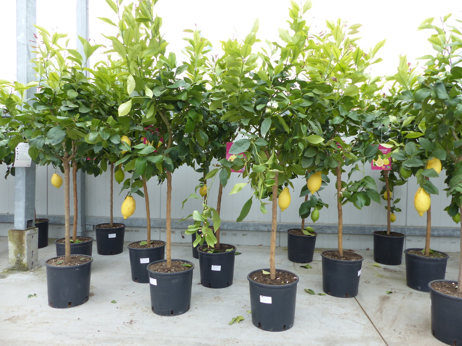 Zitrus Zitronenbaum Zitrone Citrus Limon Limone 140 - 160 cm Zitruspflanze
