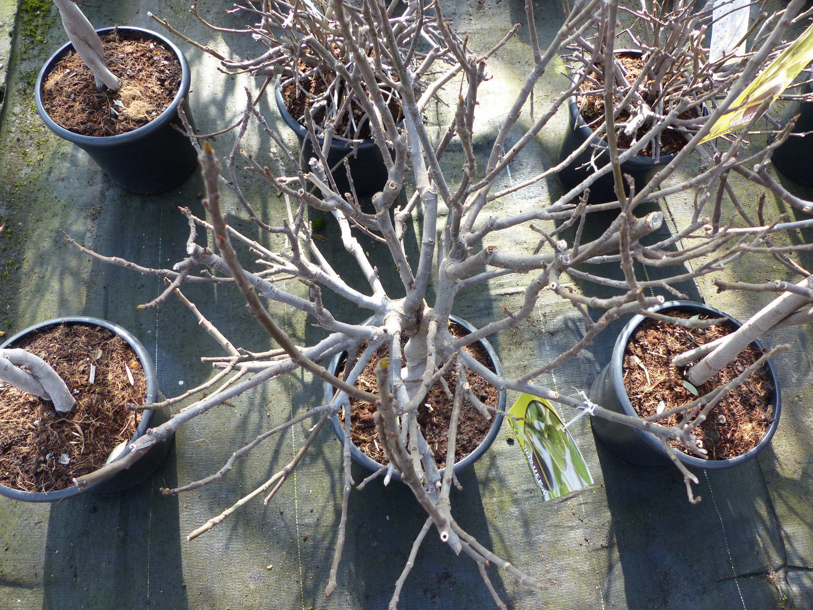 Feigenbaum - hell UND dunkel - in 1 Topf, Obstbaum, winterhart, Ficus Carica, Feige