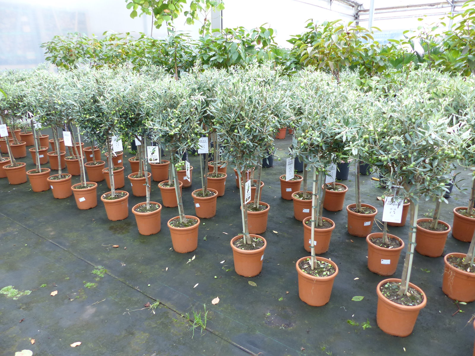 Olivenbaum Stamm Olive 80 - 100 cm hoch, mit vielen Früchten, beste Qualität, Olea Europaea
