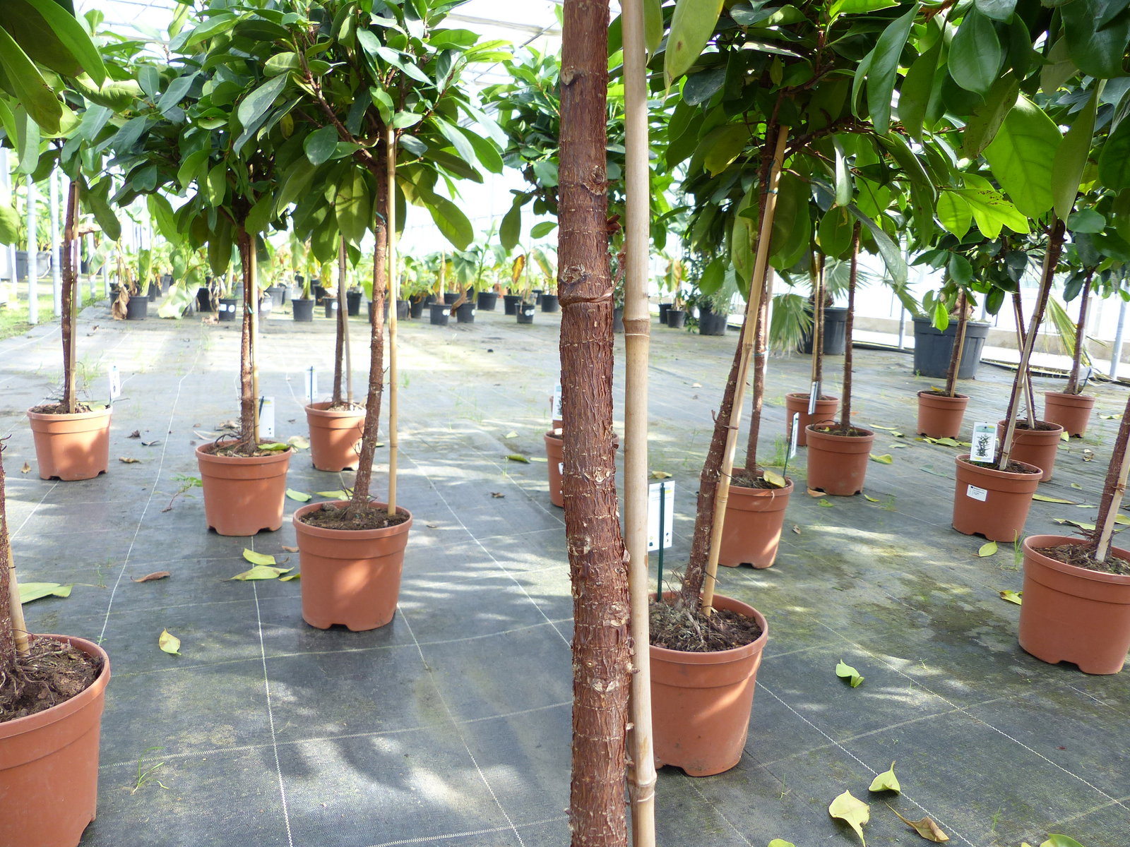 Ficus cyathispula | Becherfeige | Afrikanischer Feigenbaum | 120 - 140 cm | Feige | Stamm | Premiumqualität