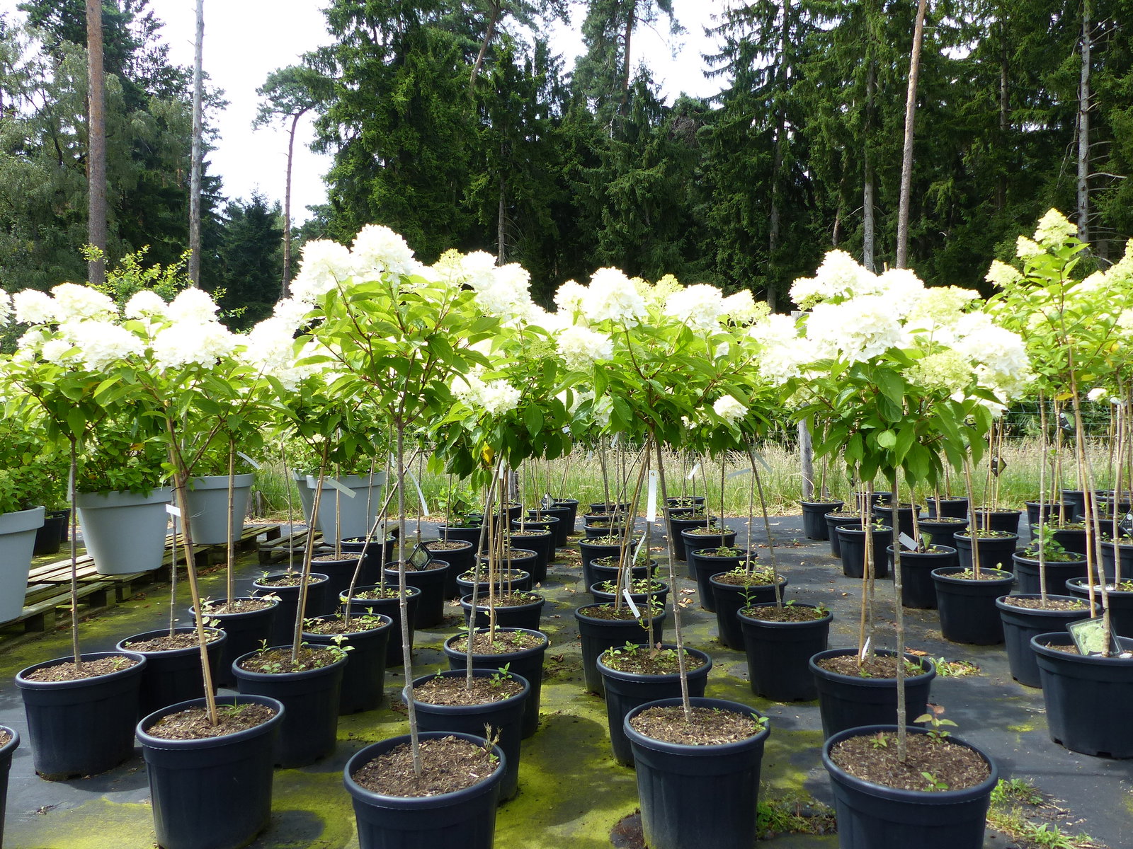 Horstensie Rispenhortensie Stamm 170 cm Hercules weiß Hydrangea Paniculata winterhart