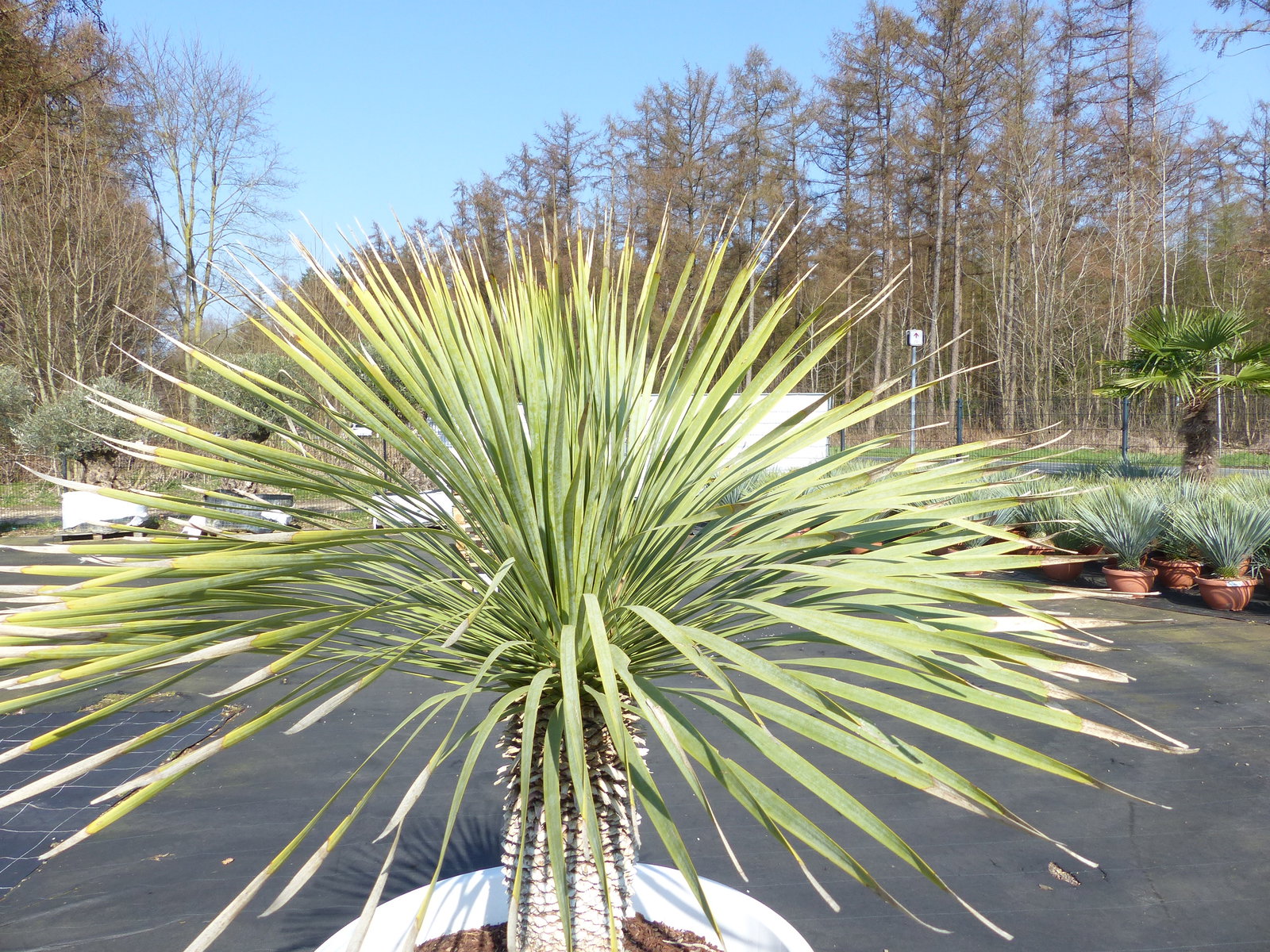 Yucca Rostrata 170 cm | Stamm 55 cm | im Pflanzkübel Ø80 cm Weiß winterhart