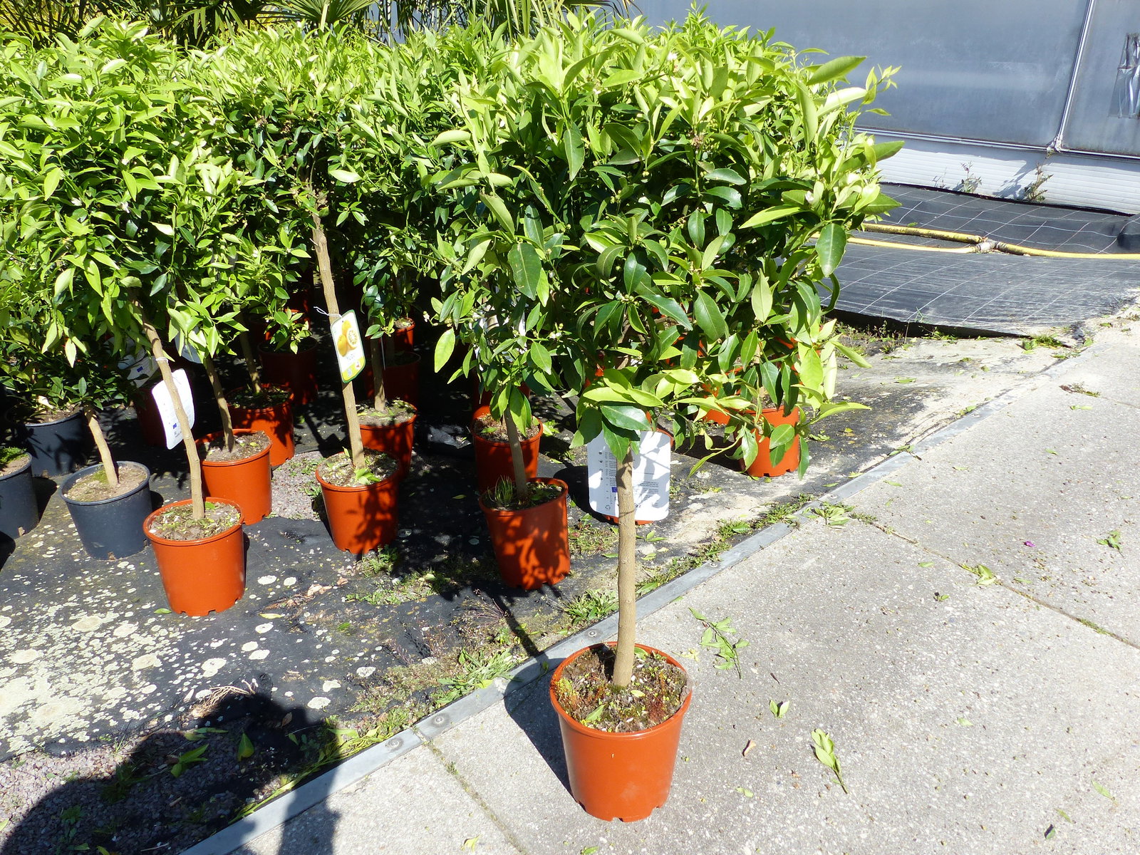 Citrus Yuzu 100 - 120 cm, Zitronenbaum Zitrone, japanische Zitrone, winterhart