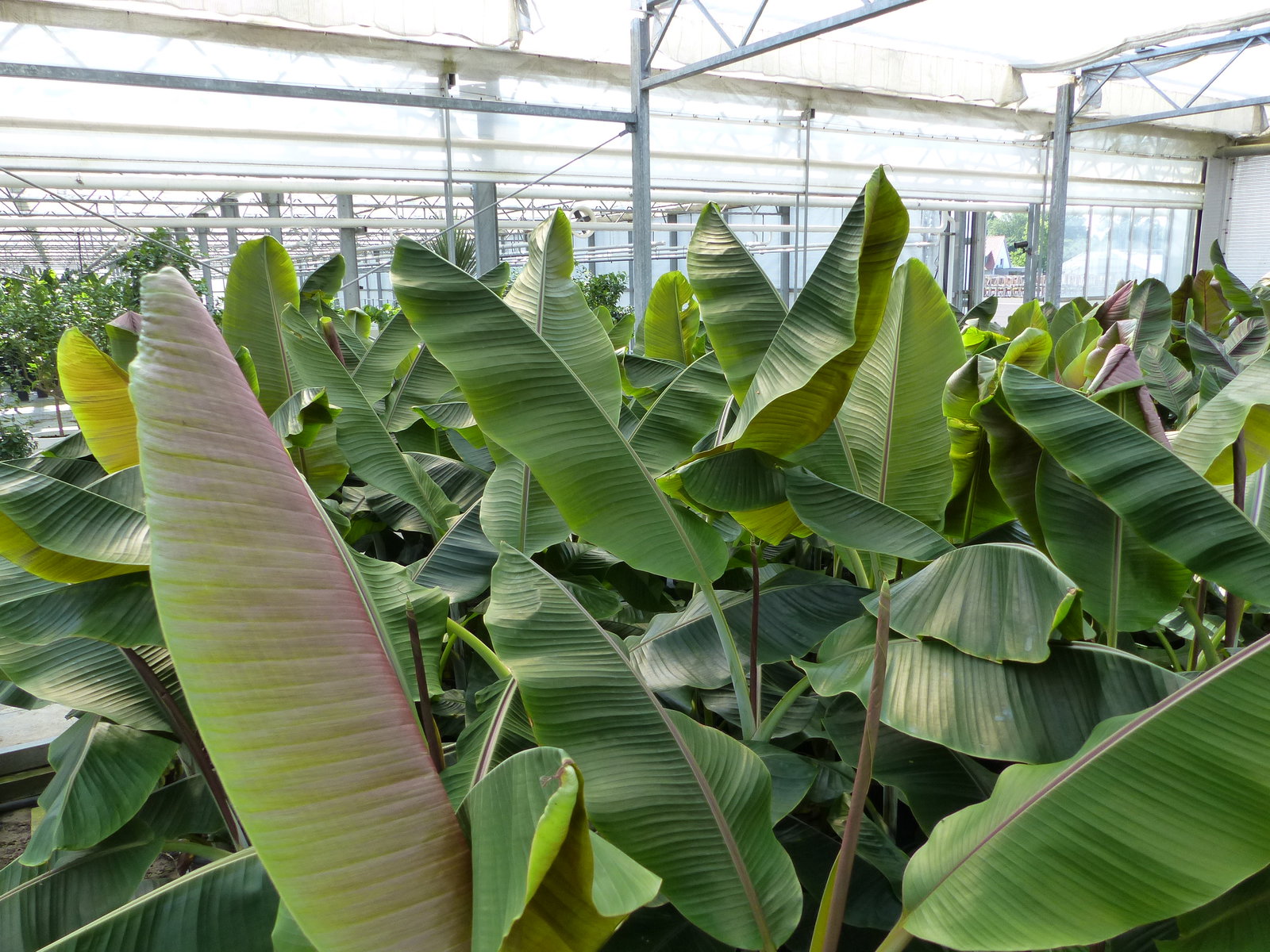 Musa Itinerans Forma India | Bananenstaude |120-150 cm