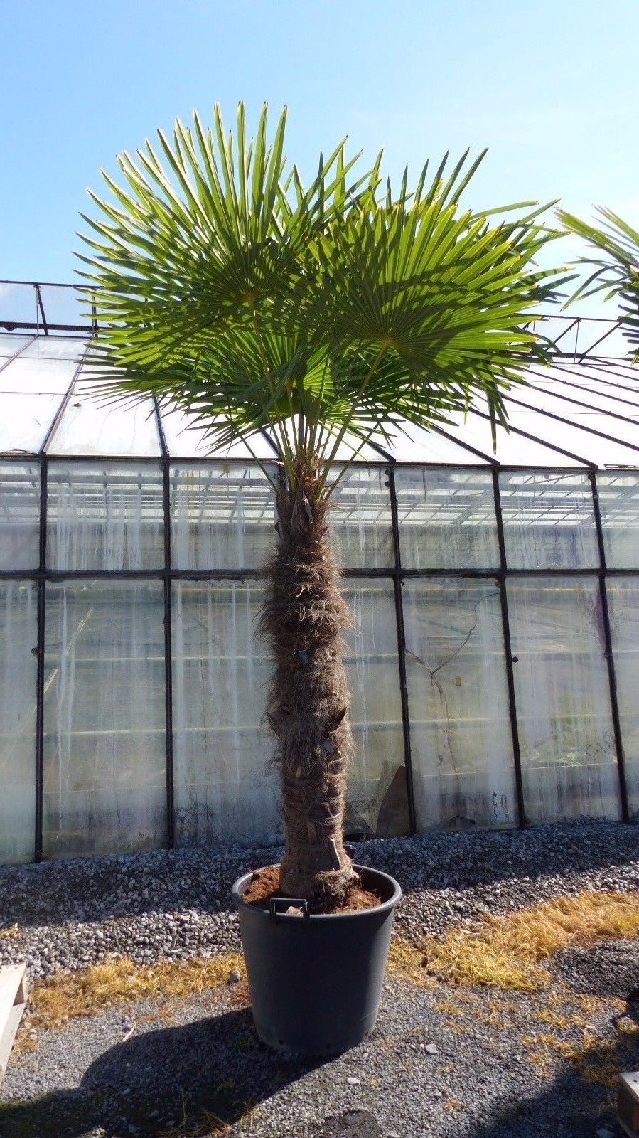XXXXL 240 - 270 cm Trachycarpus fortunei 130-150 cm Stamm Hanfpalme, winterharte Palme bis -18°C