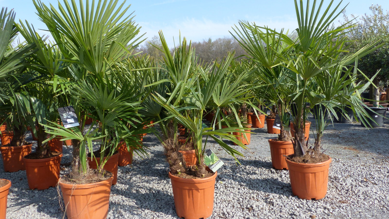Palmengruppe Trachycarpus Fortunei Palme mehrstämmig, winterhart 220 cm