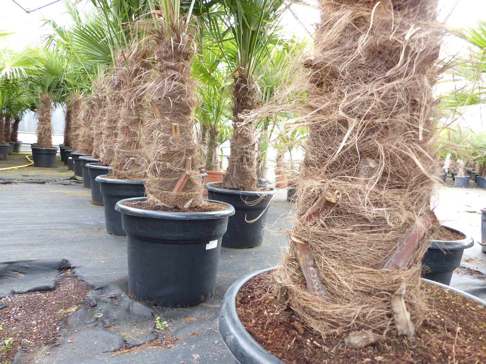 Trachycarpus fortunei, 70 - 100 cm Stamm, 210 - 250 cm Hanfpalme, winterharte Palme bis -18°C