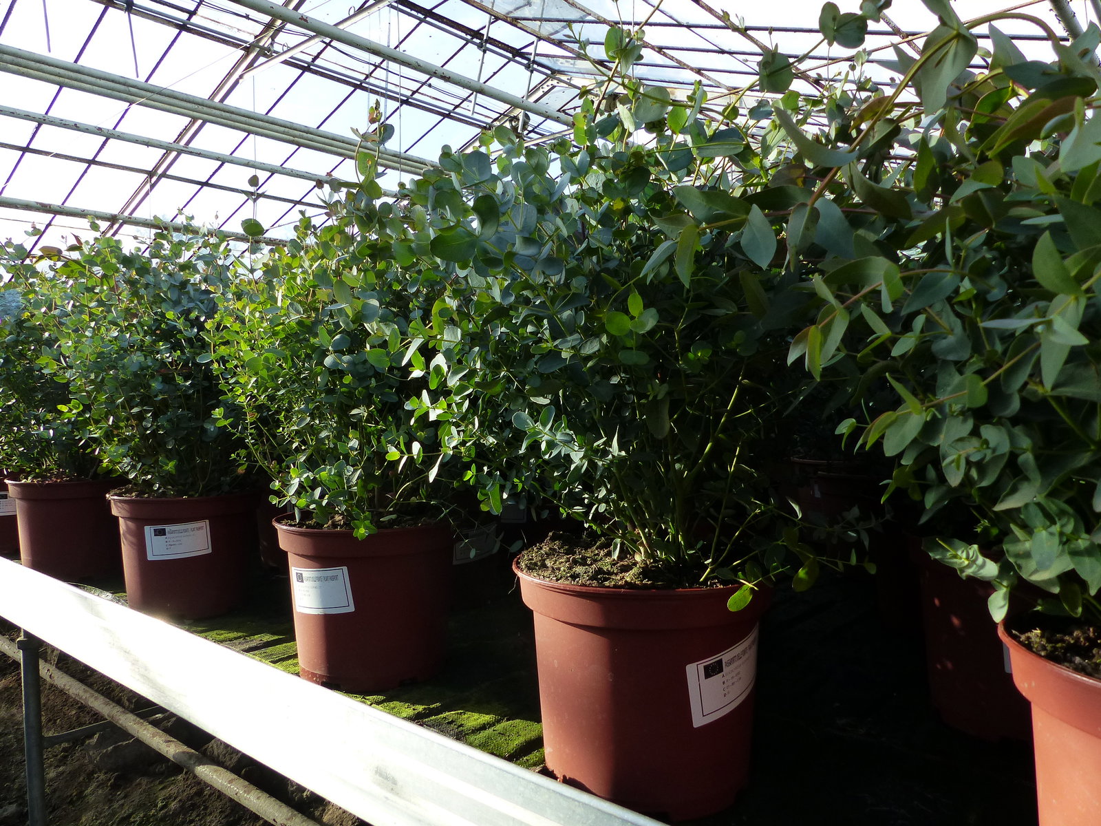 2x XXL Eucalyptus Busch Eukalyptusbaum 40 - 60 cm, Pflanze winterhart
