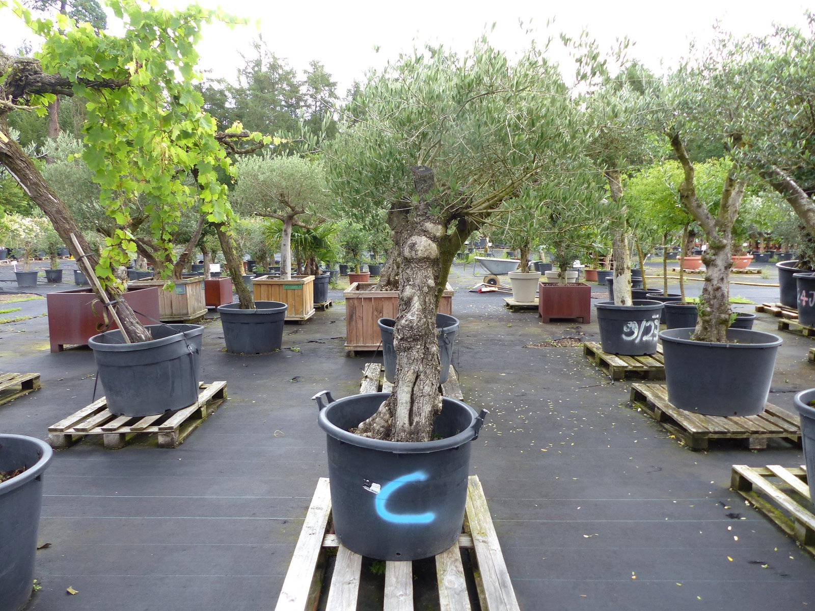exakt dieser Baum Nr. C, 210 cm, Olivenbaum 'Angebot' knorrige alte urige Olive winterhart