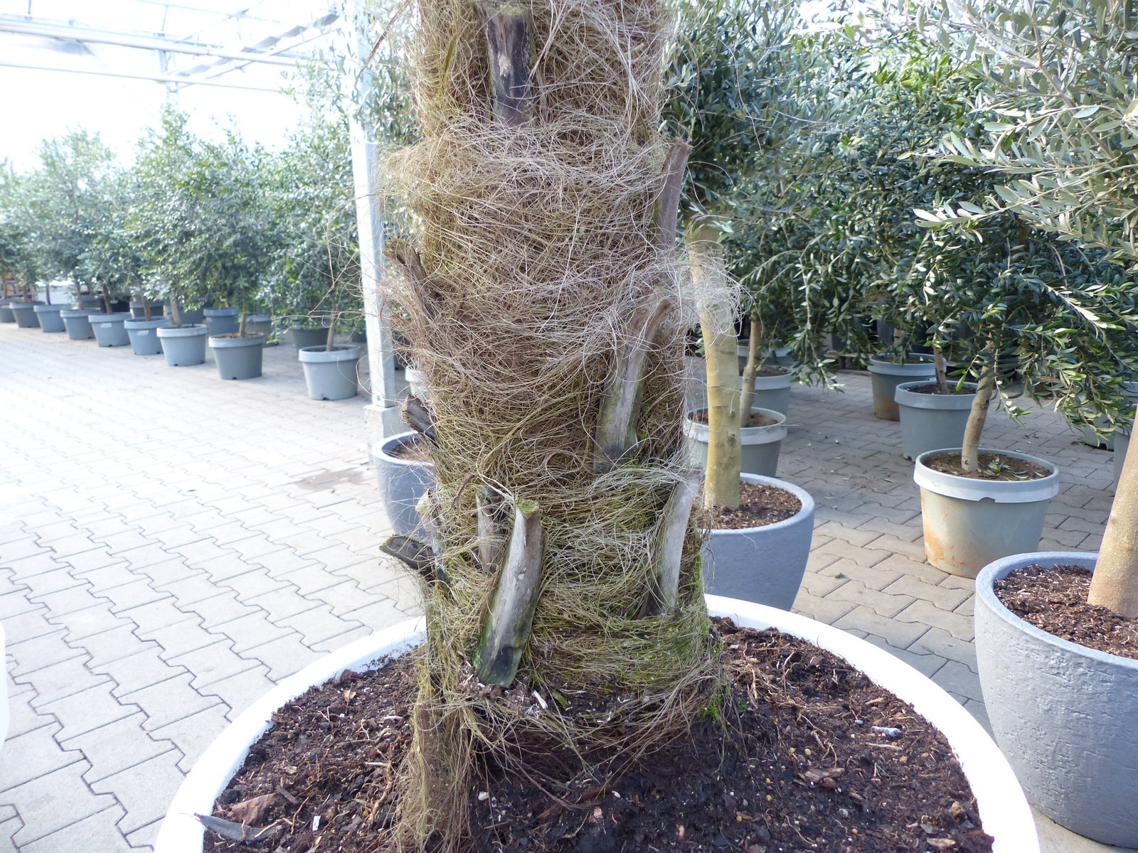 XXL Palme 230 cm | Stamm 80 cm | Trachycarpus fortunei winterhart inkl. Pflanzkübel weiß, Hanfpalme, Top-Qualität