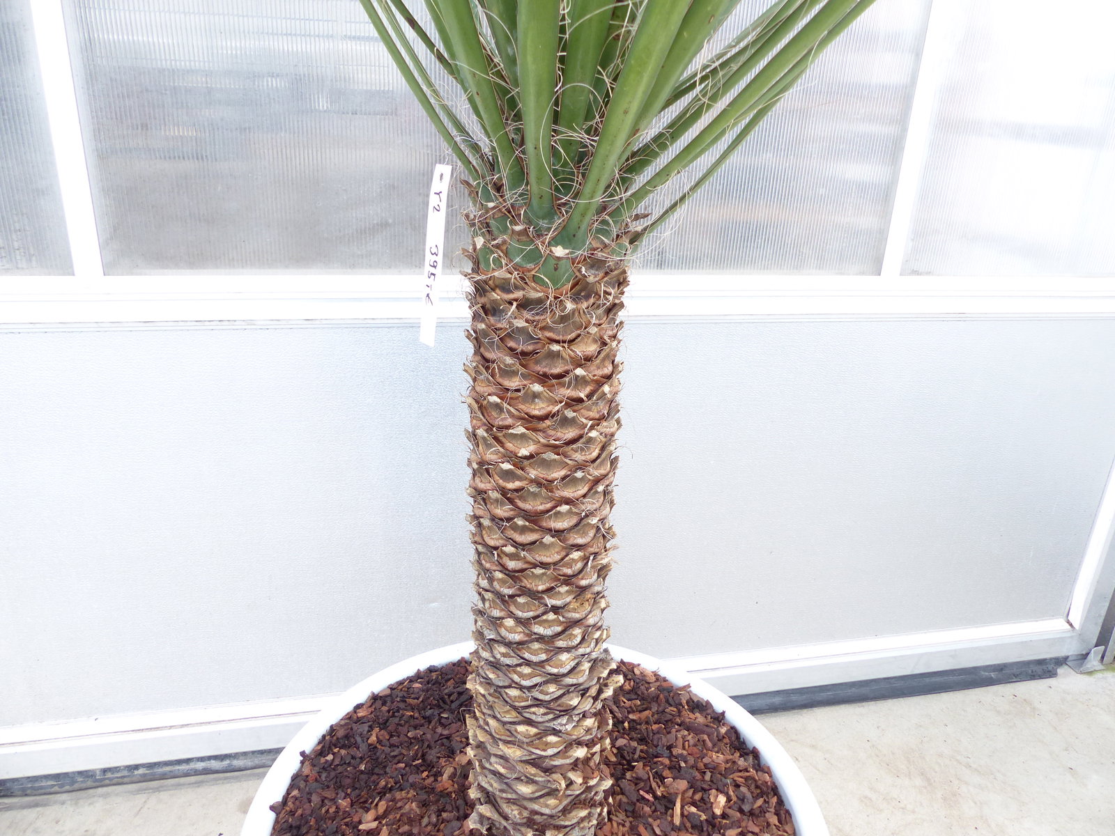 Yucca Filifera, 150 cm Stamm 58 cm Tambasi Yucca, winterhart -13 Grad