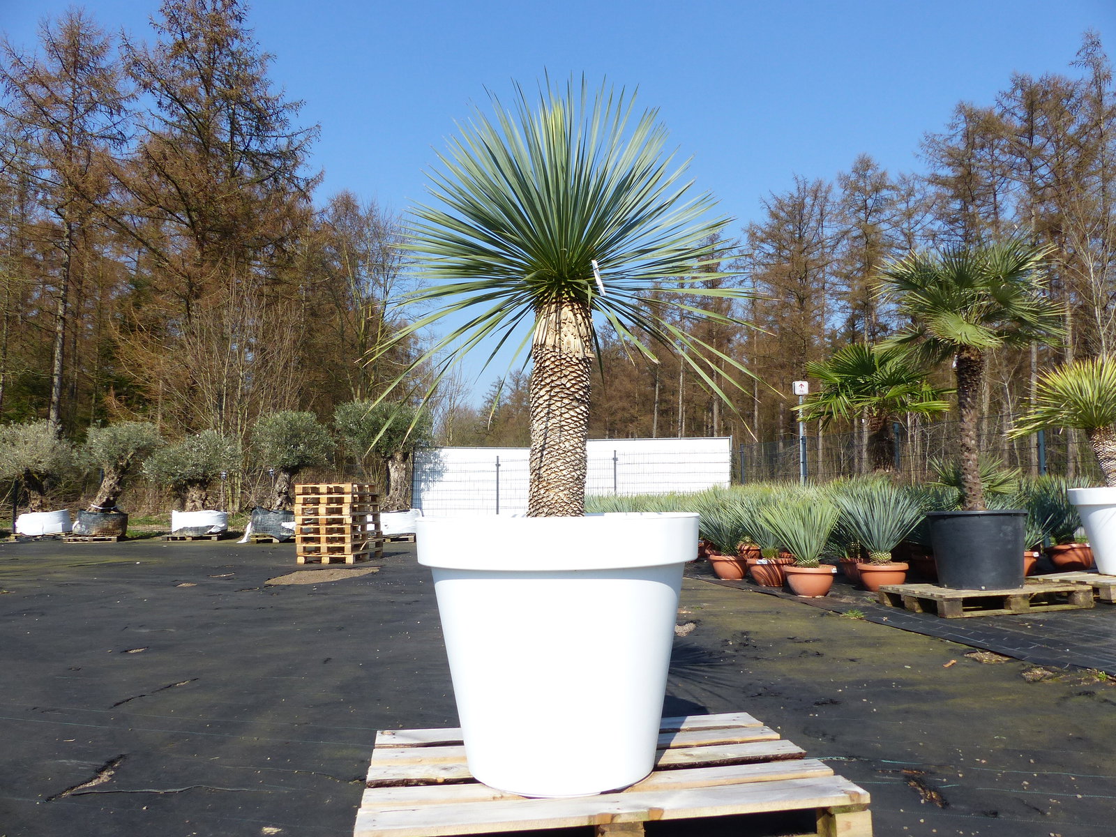 Yucca Rostrata 180 cm | Stamm 70 cm | im Pflanzkübel Ø80 cm Weiß winterhart