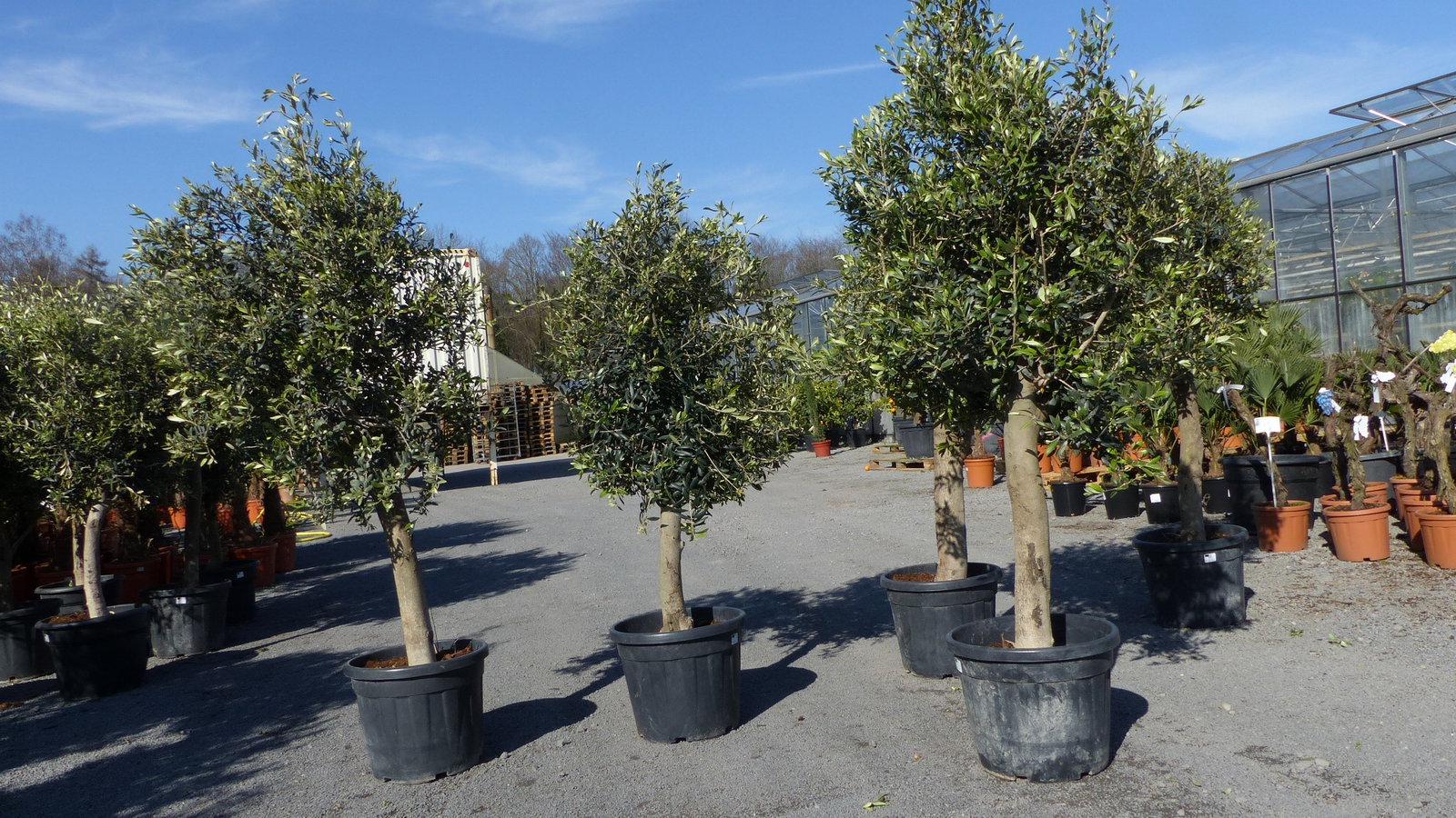 Olivenbaum Olive "20 Jahre" beste Qualität, Stammumfang 20 - 30 cm, winterhart, Olea Europaea