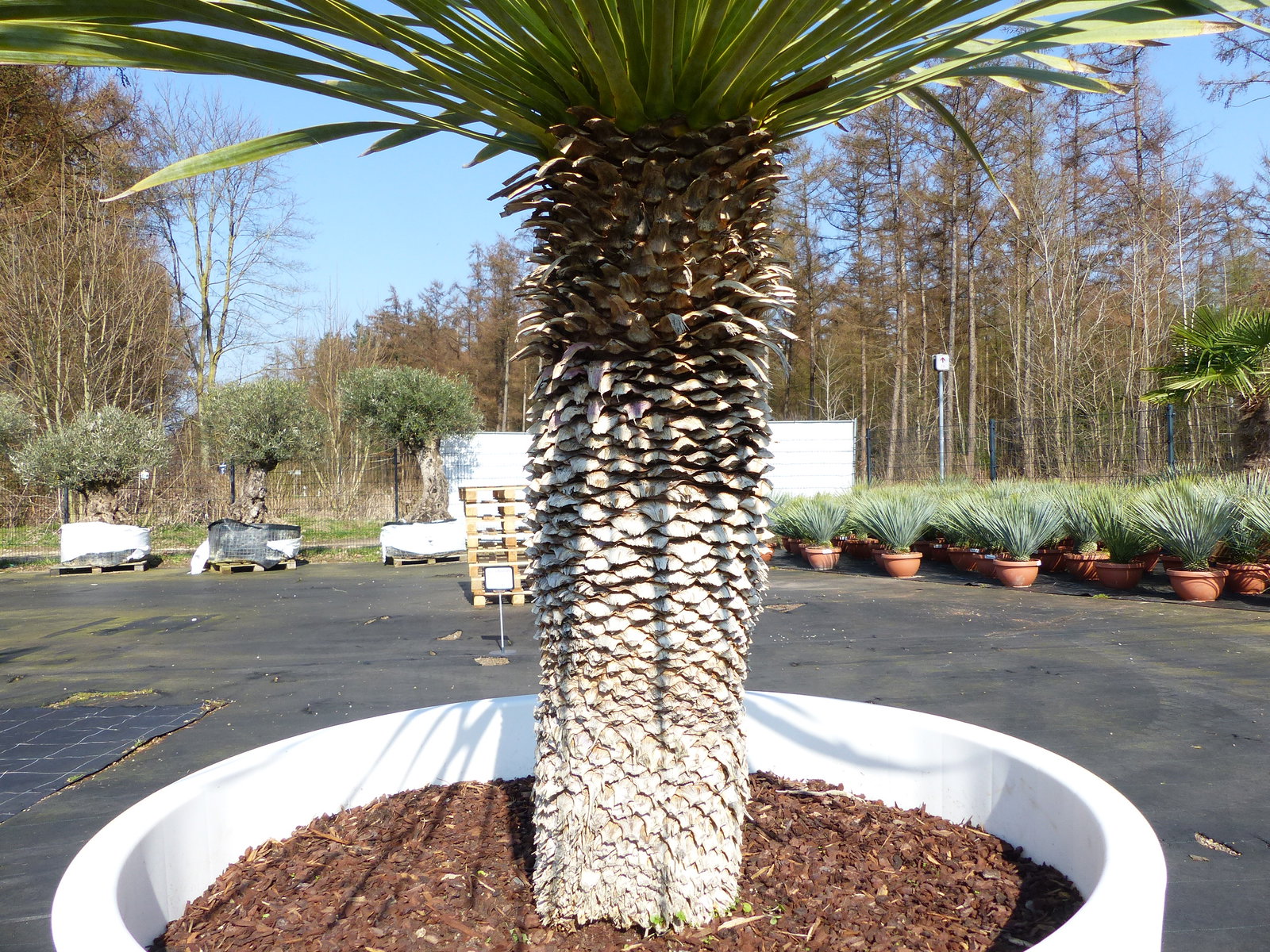Yucca Rostrata 170 cm | Stamm 55 cm | im Pflanzkübel Ø80 cm Weiß winterhart