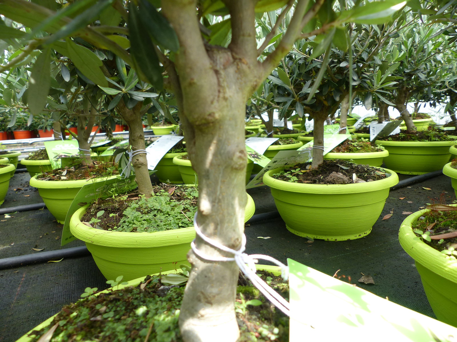 Olivenbaum Bonsai Formgehölz, Olive winterhart, Olea europaea 50 - 60 cm
