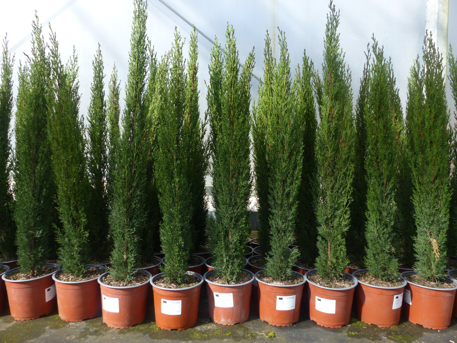 5 x Mittelmeerzypresse Cupressus Sempervirens Totem 100 - 120 cm Toskana Zypresse
