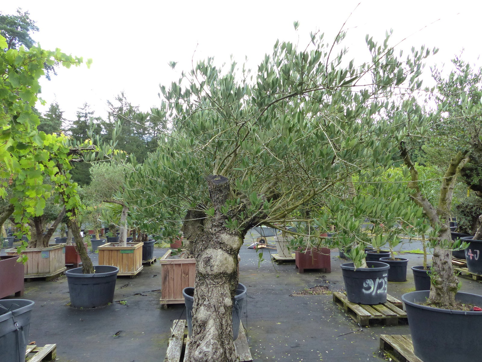 exakt dieser Baum Nr. C, 210 cm, Olivenbaum 'Angebot' knorrige alte urige Olive winterhart