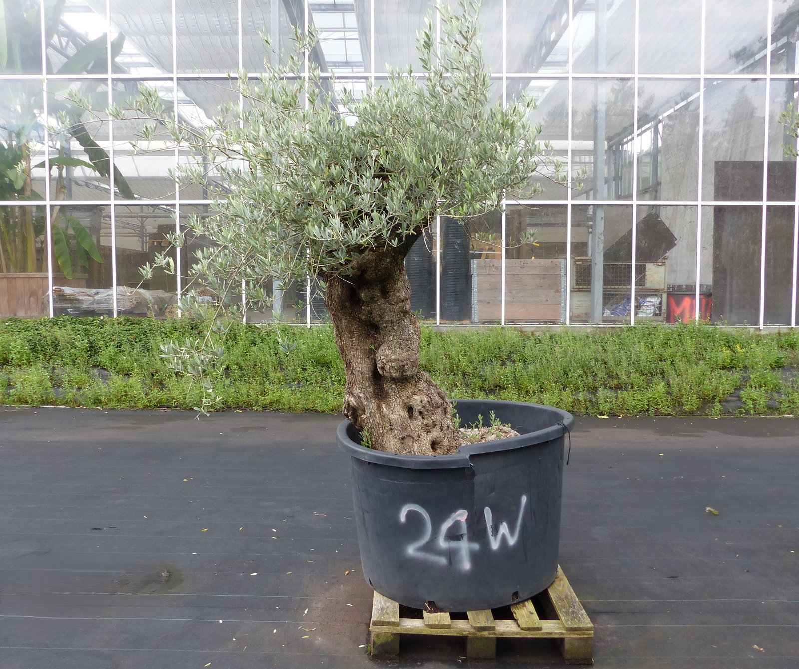 exakt dieser Baum Nr. 24W, 220 cm, Olivenbaum 'Angebot' knorrige alte urige Olive winterhart
