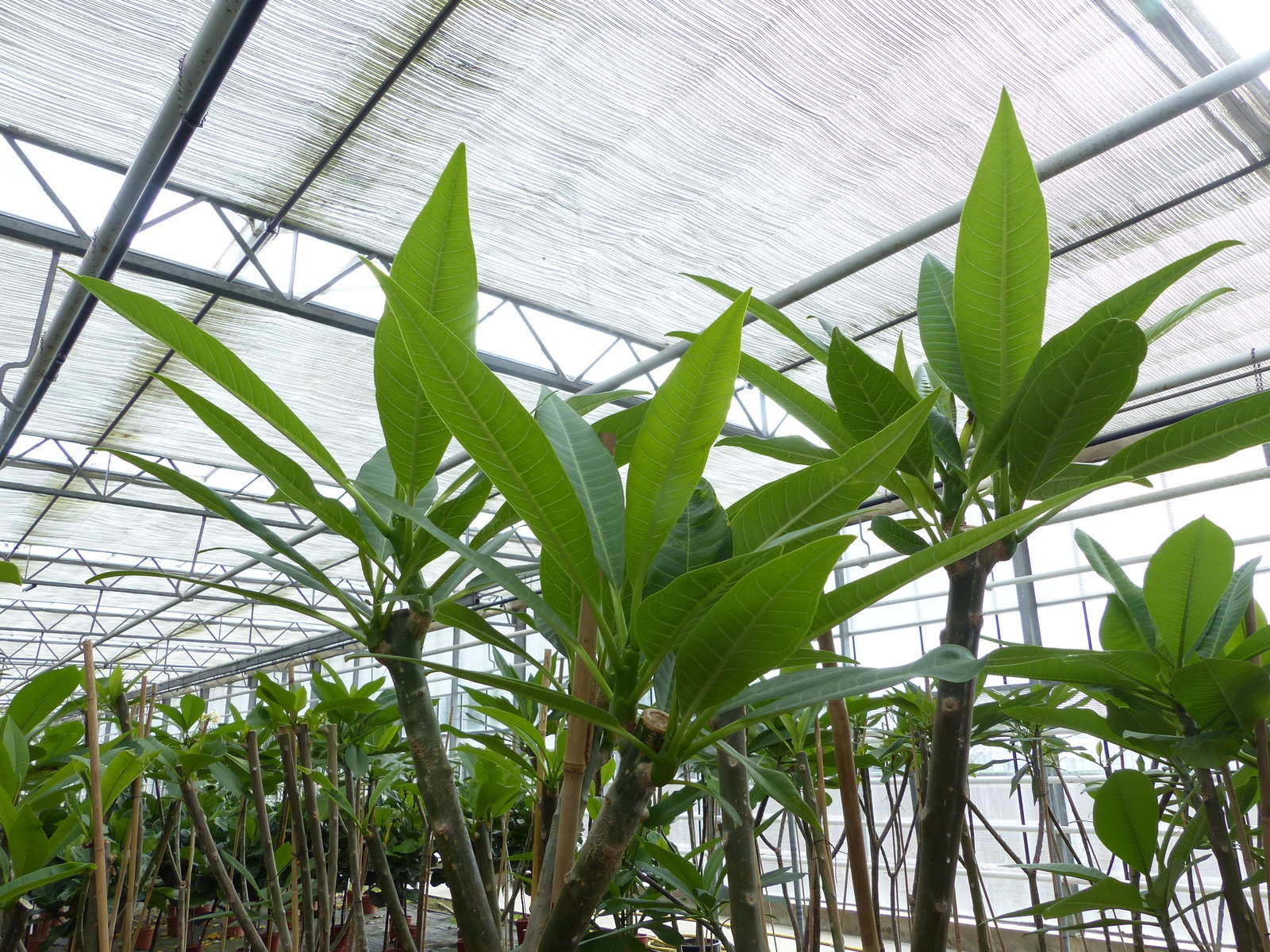 Plumeria rubra Santagata | Frangipani | Tempelbaum | Pagodenbaum | 160 - 190 cm