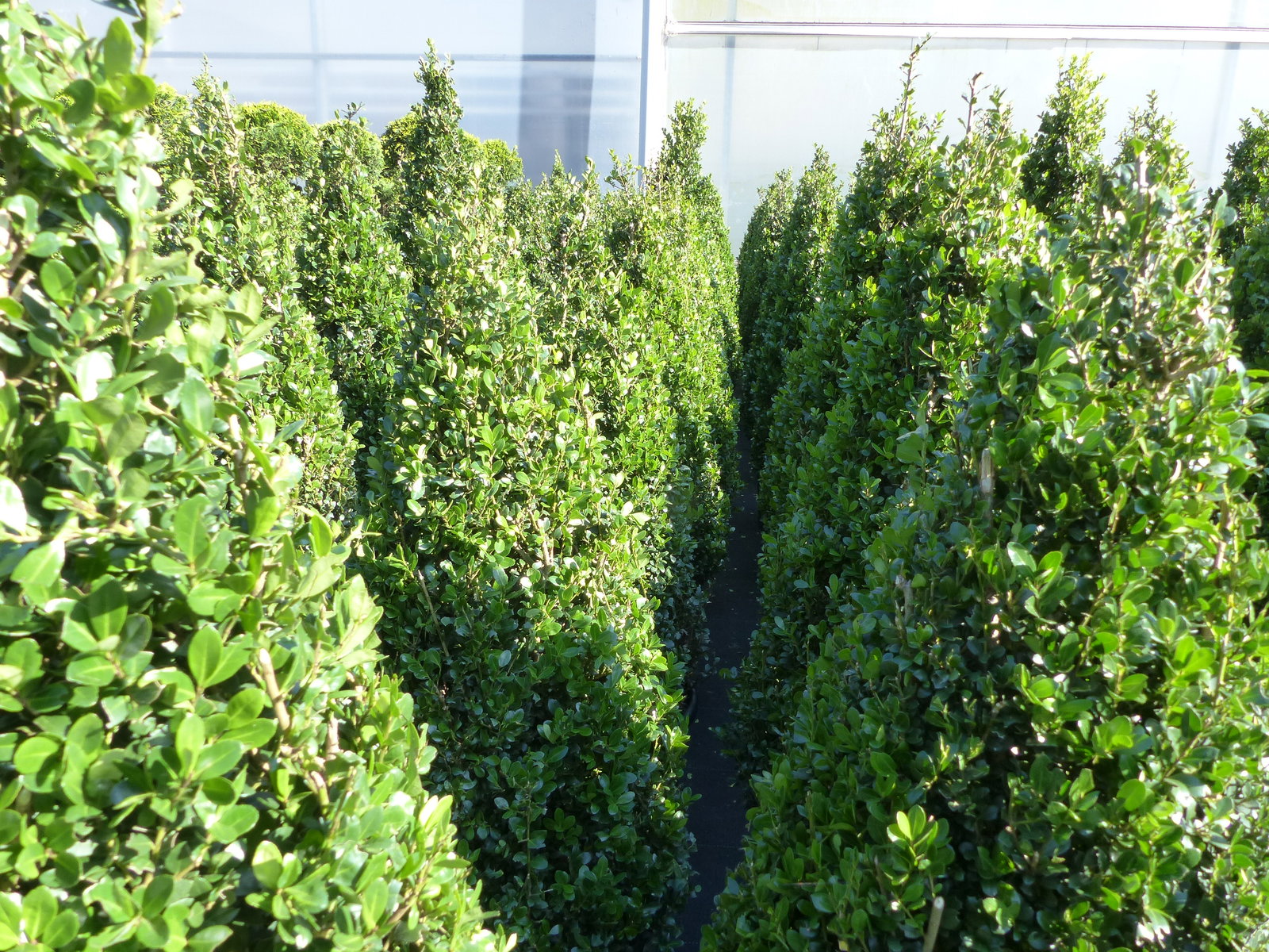 2 Stück Ilex crenata Caroline Upright Pyramide 130 - 150 cm Kegel Buchsbaum Ersatz winterhart + robust