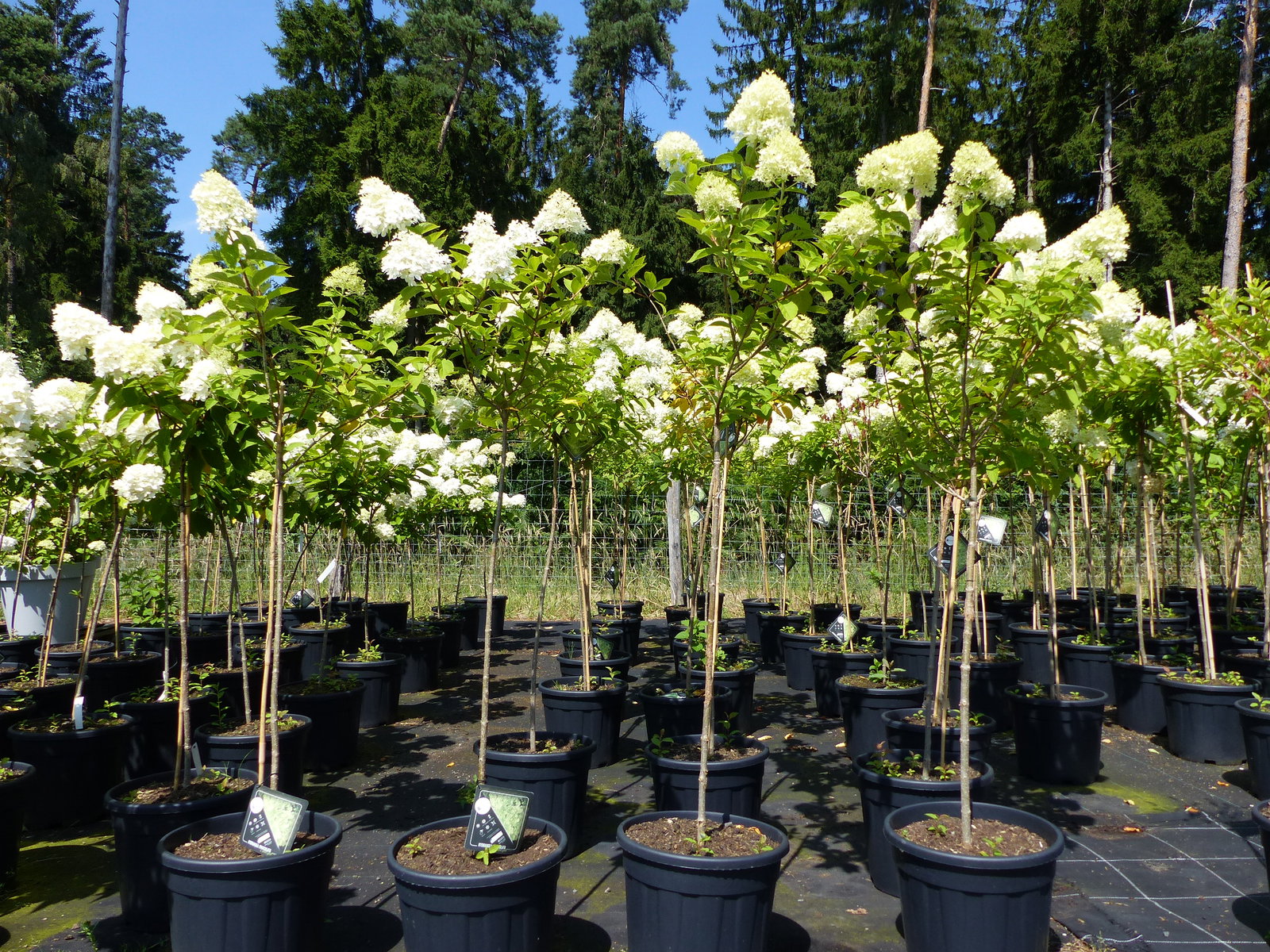 Hortensie Rispenhortensie Stamm 150 - 170 cm Limelight weiß Hydrangea Paniculata winterhart