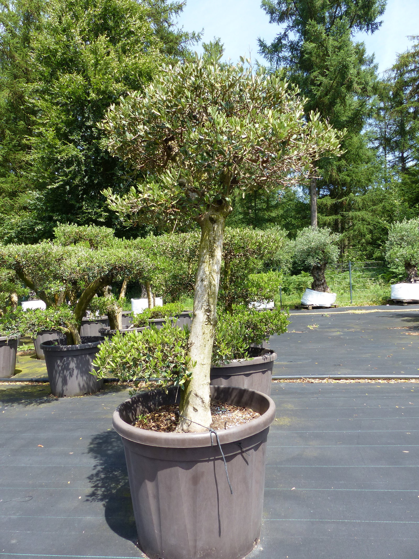 Olivenbaum Olea Europaea als Pon Pon Angebot 130 - 180 cm Bonsai Formgehölz Gartenbonsai Formschnitt winterhart