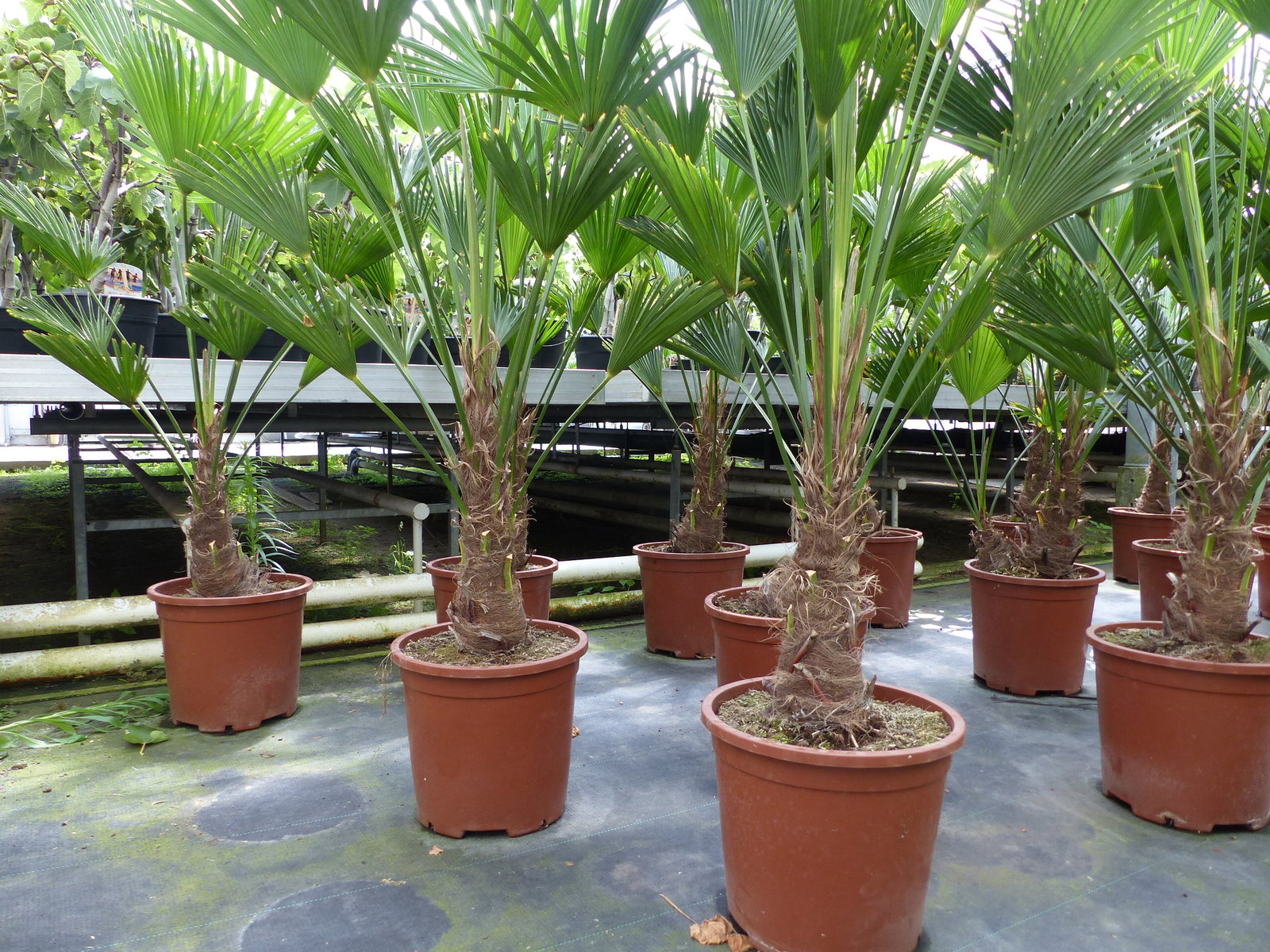 Palme winterhart 150 - 180 cm Trachycarpus Wagnerianus Wagner Hanfpalme, Top-Qualität