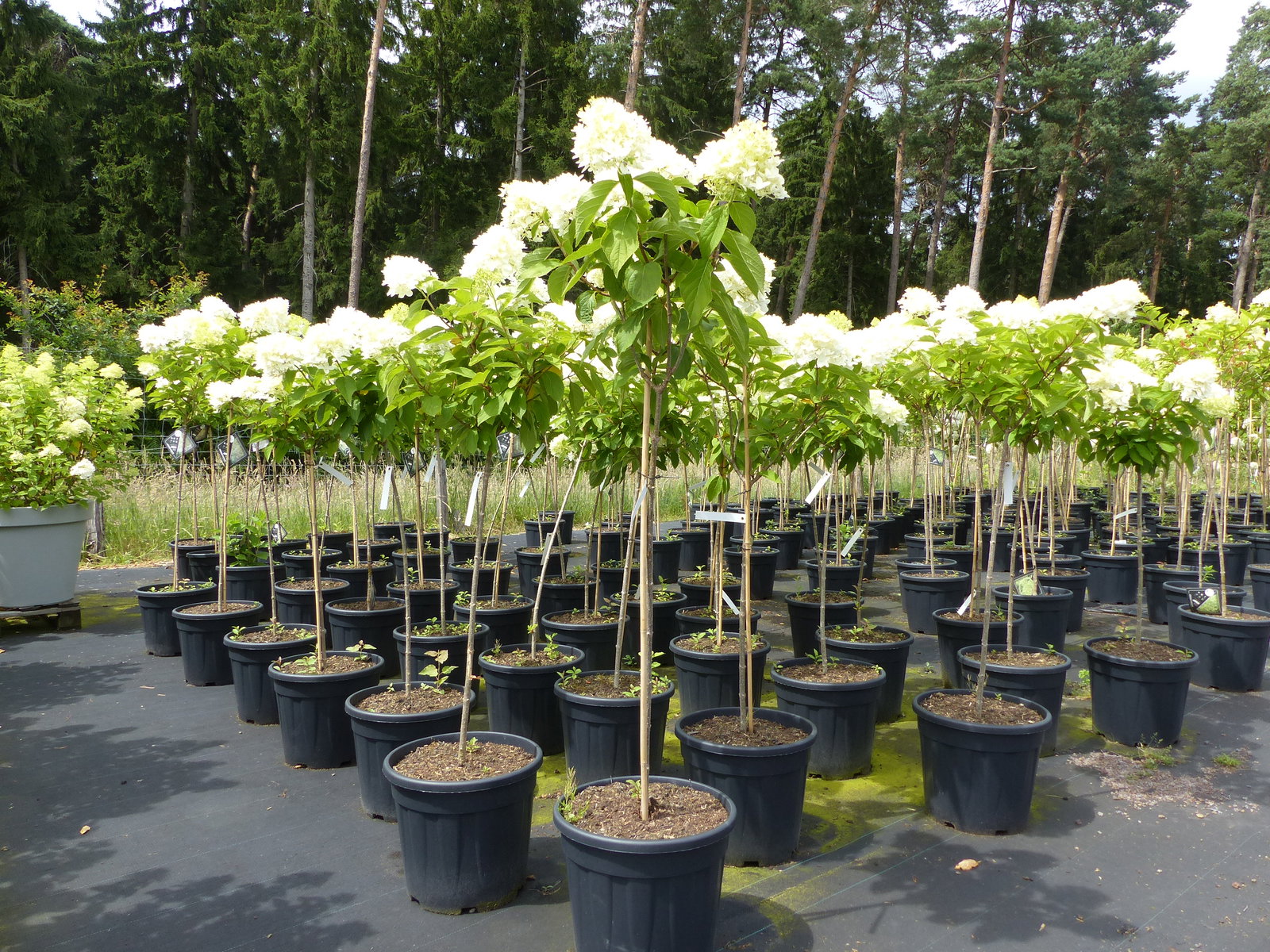 Horstensie Rispenhortensie Stamm 170 cm Hercules weiß Hydrangea Paniculata winterhart