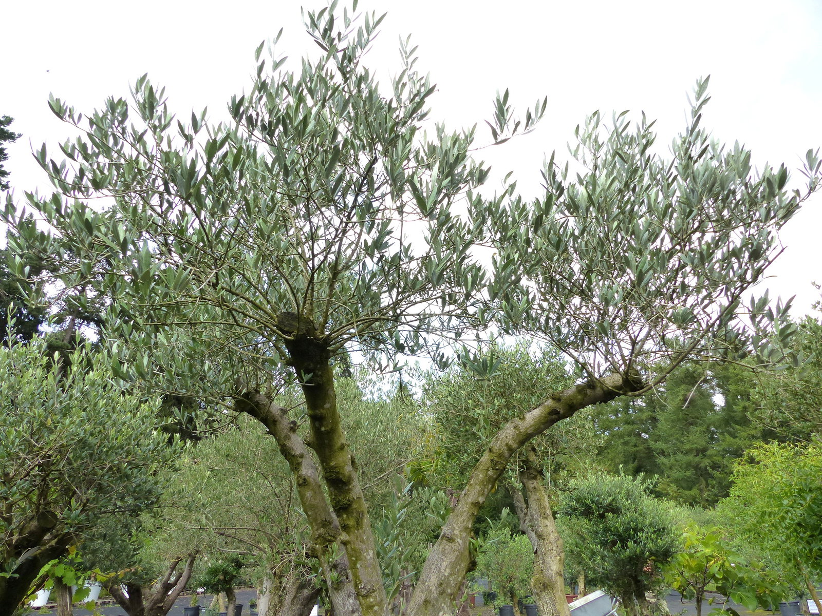 exakt dieser Baum Nr. B13 , 240 cm, Olivenbaum 'Angebot' verzweigte Olive winterhart