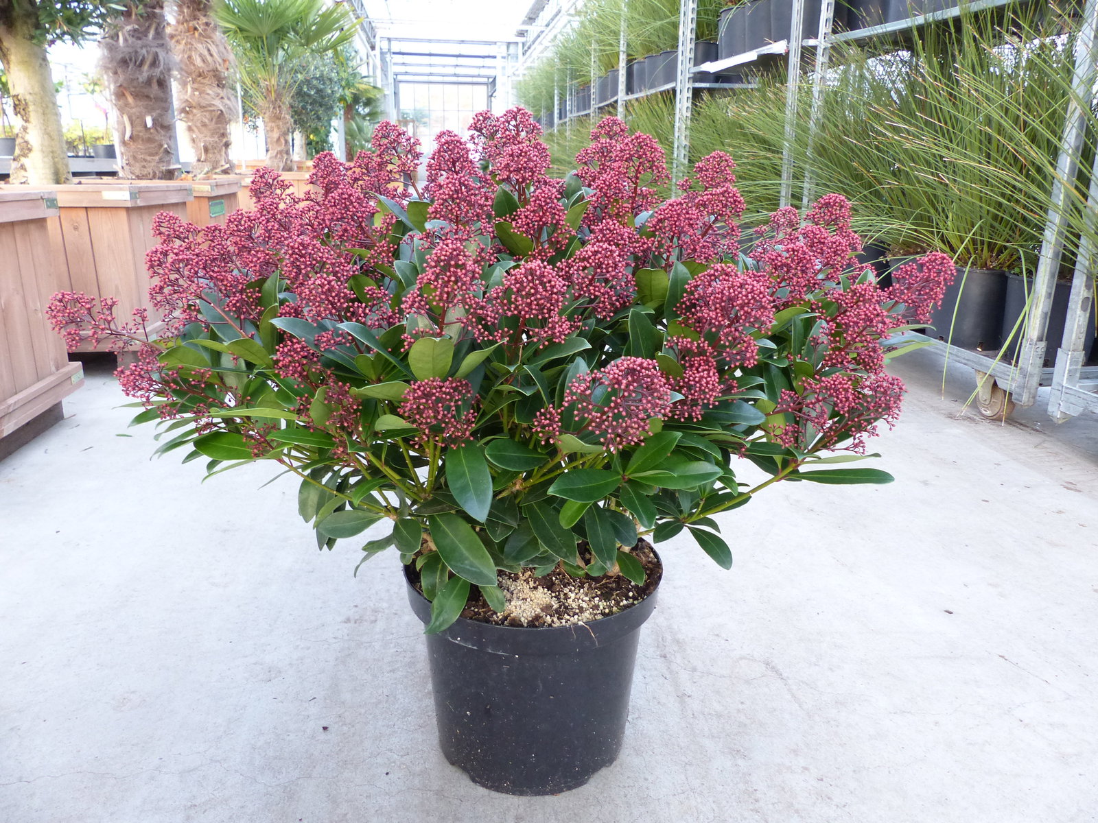 Skimmia japonica Rubella XXL Pflanze Ø 70 cm | Blütenskimmie | Zierstrauch | winterhart
