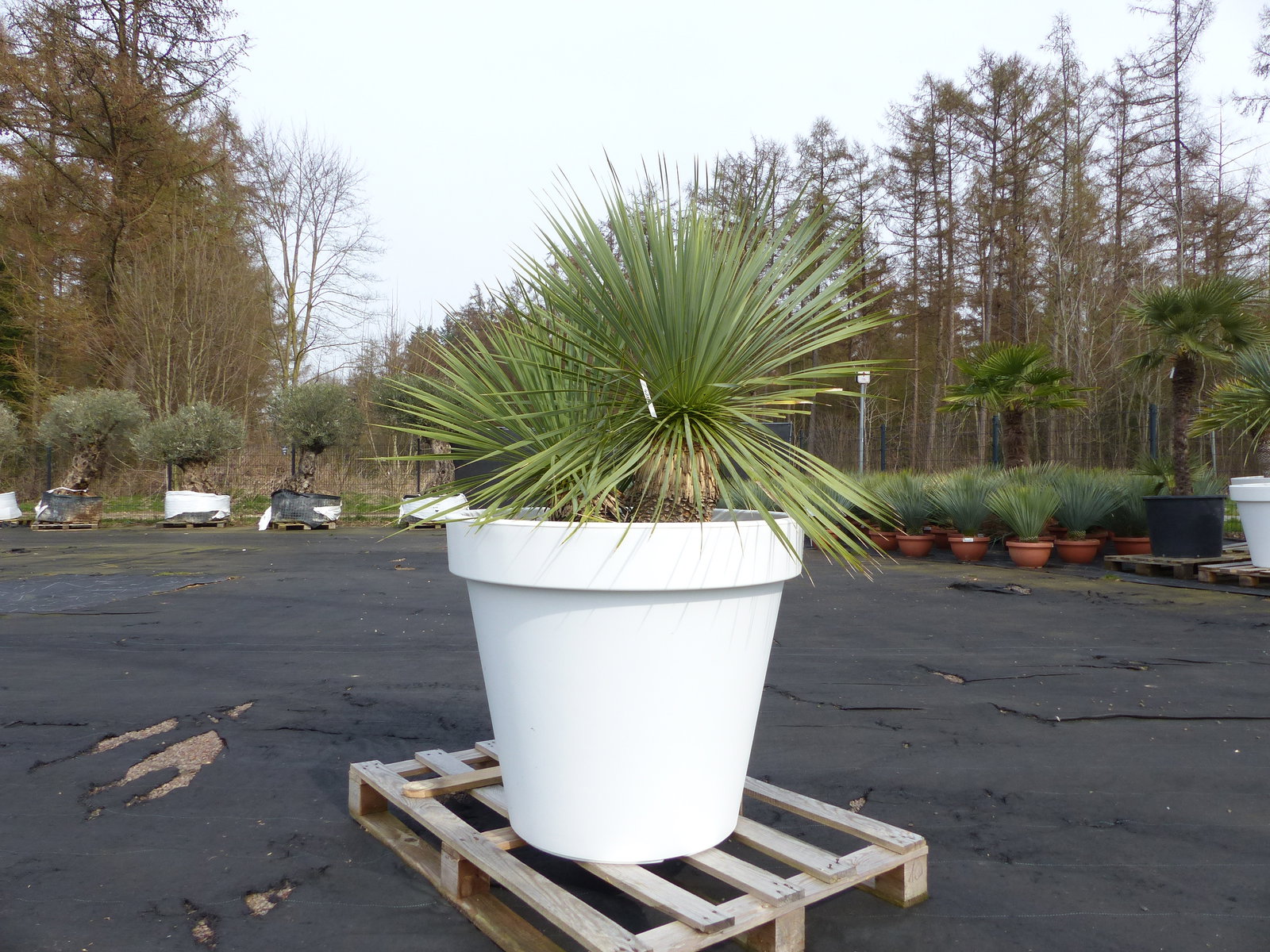 Yucca Rostrata 140 cm | Stamm 25 cm | im Pflanzkübel Ø80 cm Weiß winterhart