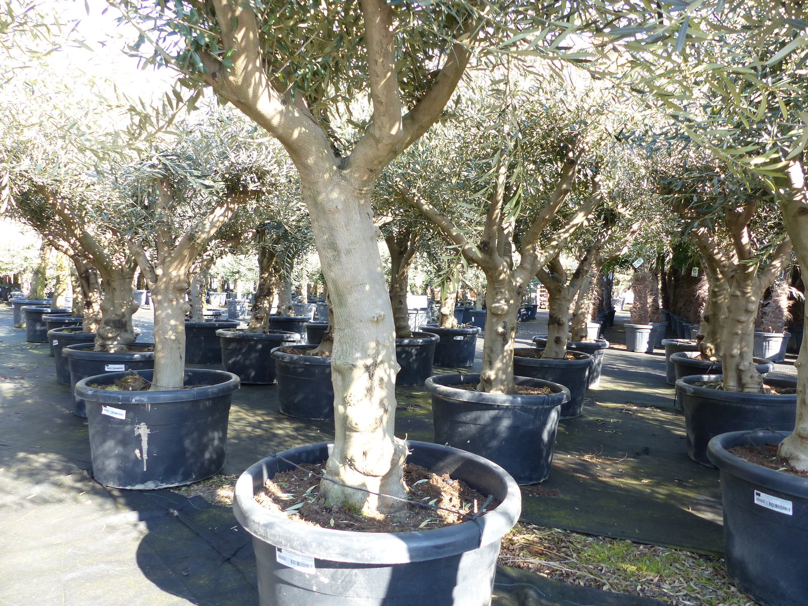 Olivenbaum verzweigt Hojiblanca 200 - 250 cm, kräftige Stämme, winterharte Olive, Olea europaea